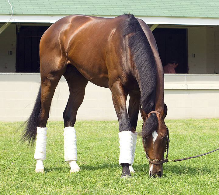 American Lion in 2010