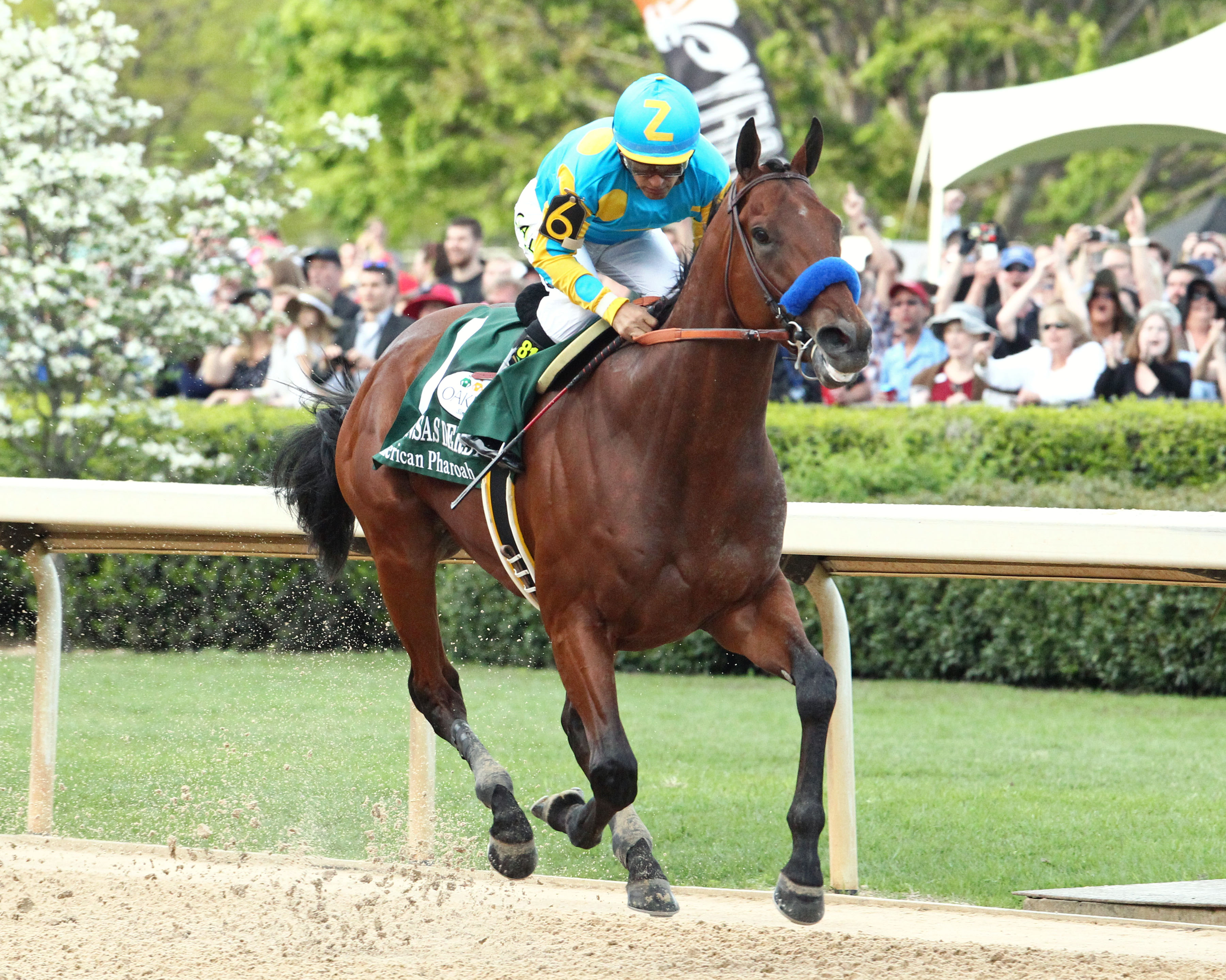 American Pharoah 4-11-2015