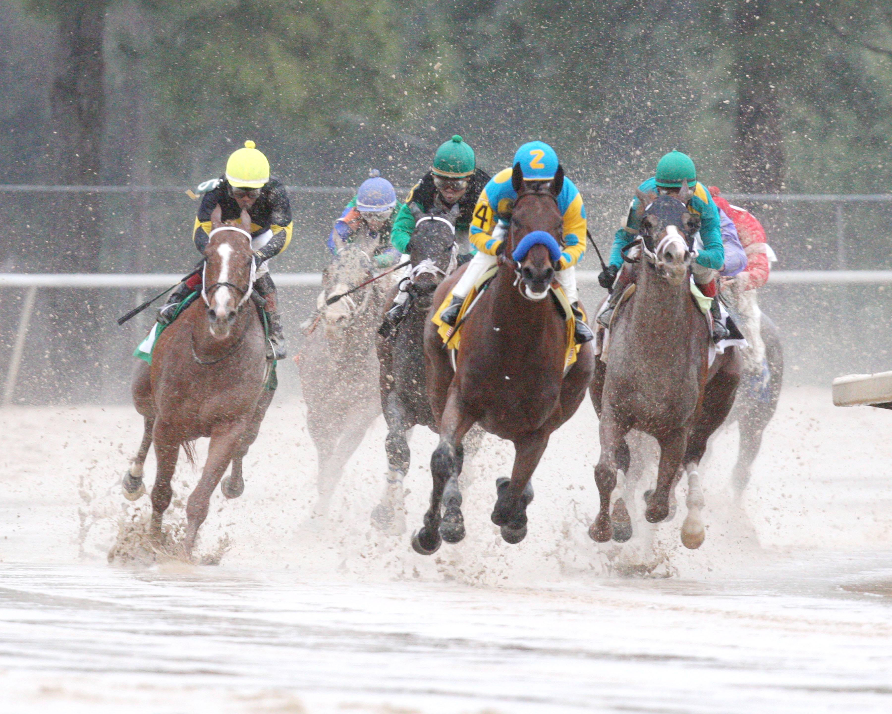 American Pharoah 3-14-15