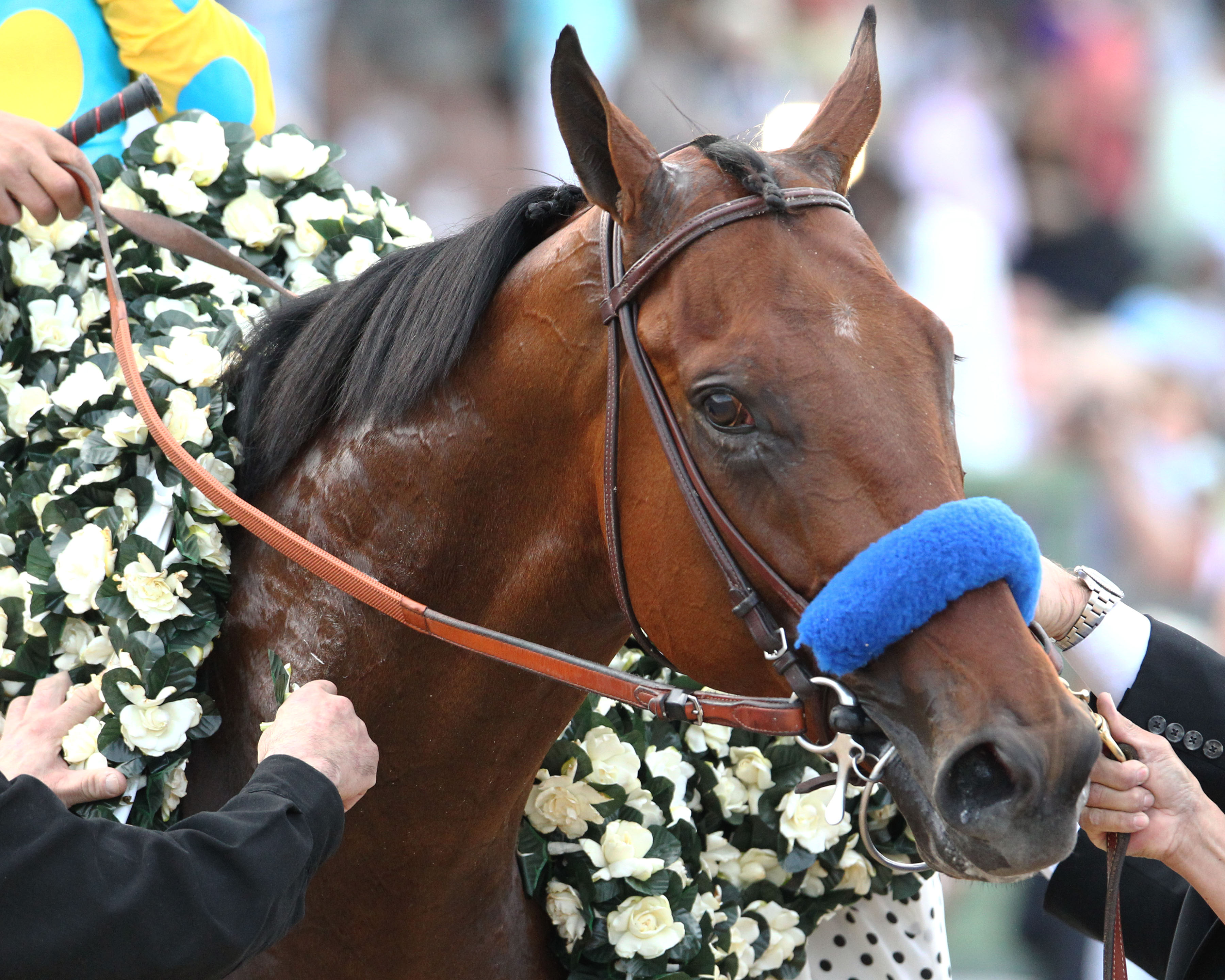 American Pharoah 4-11-15