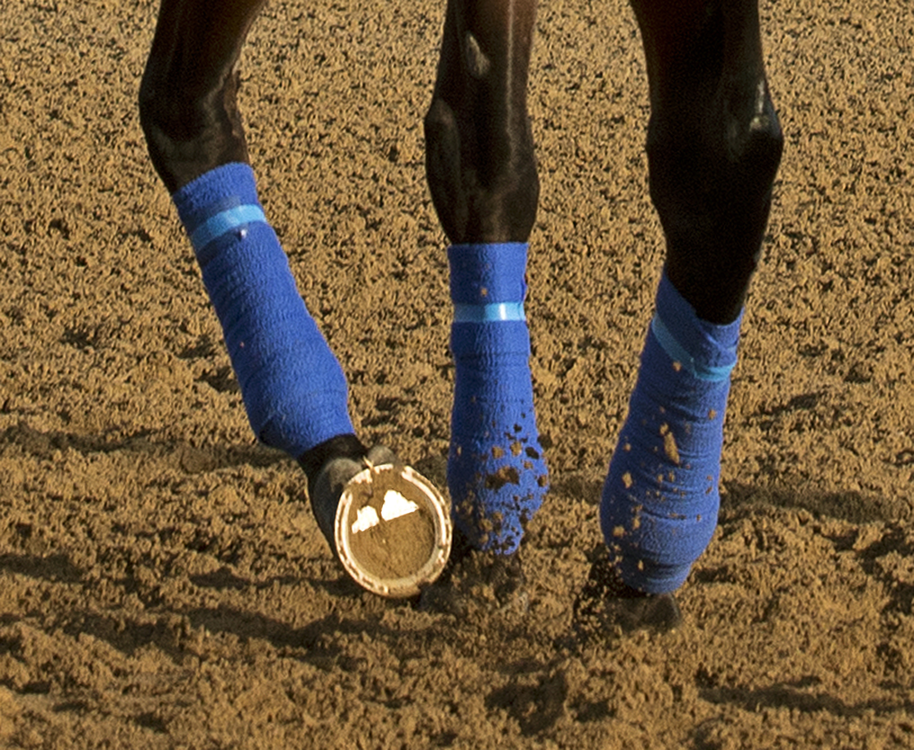 American Pharoah, left front foot plate
