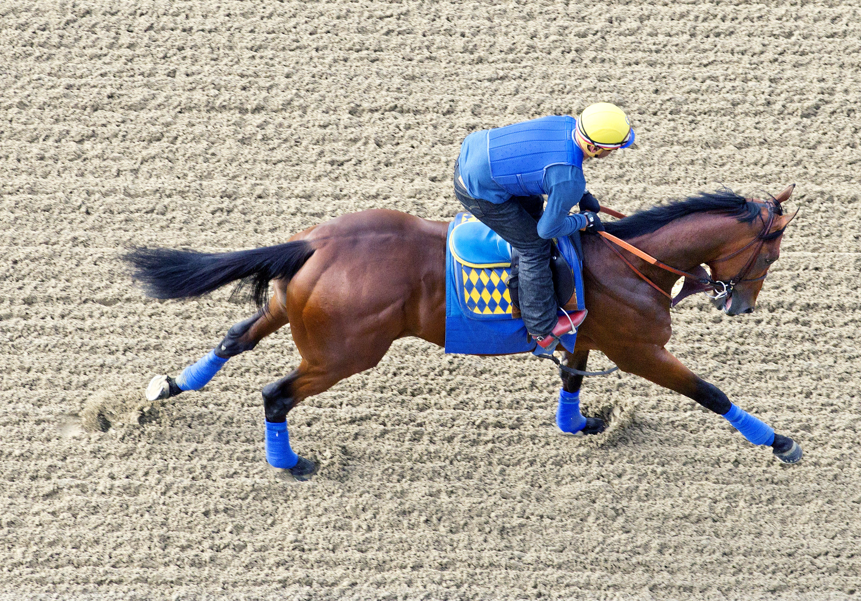 American Pharoah at Churchill Downs on May 29