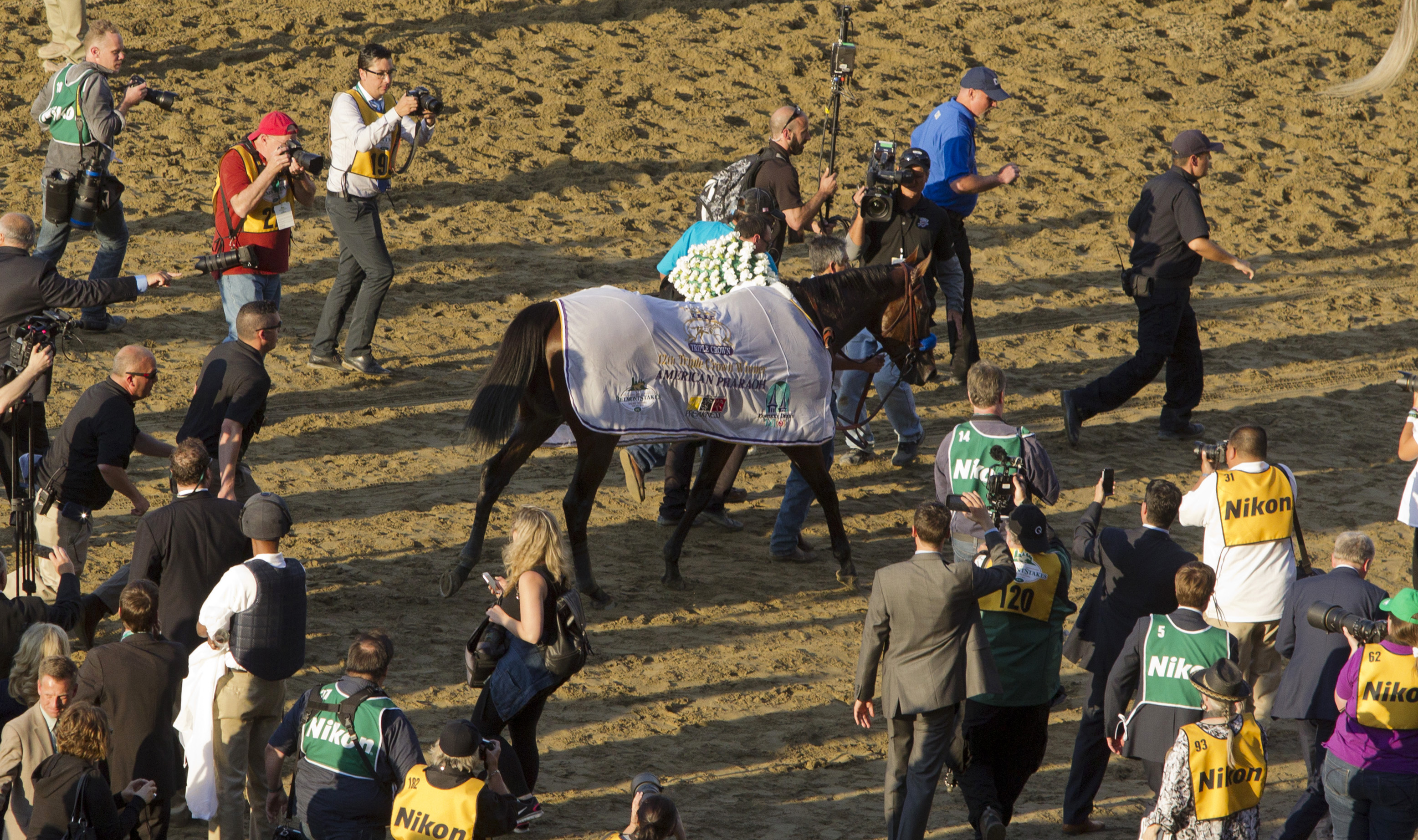 American Pharoah after the Belmont Stakes