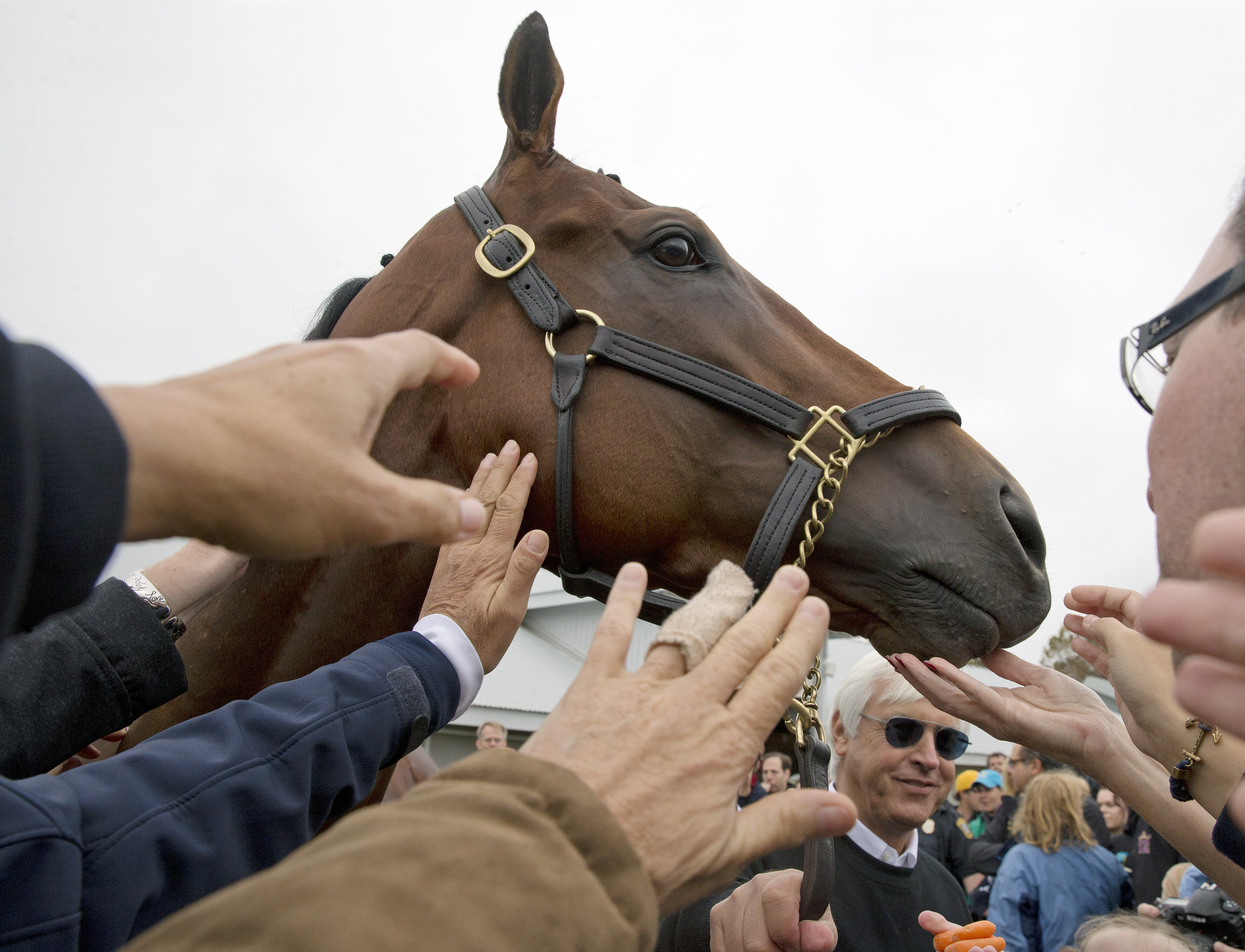 American Pharoah 11-1-2015