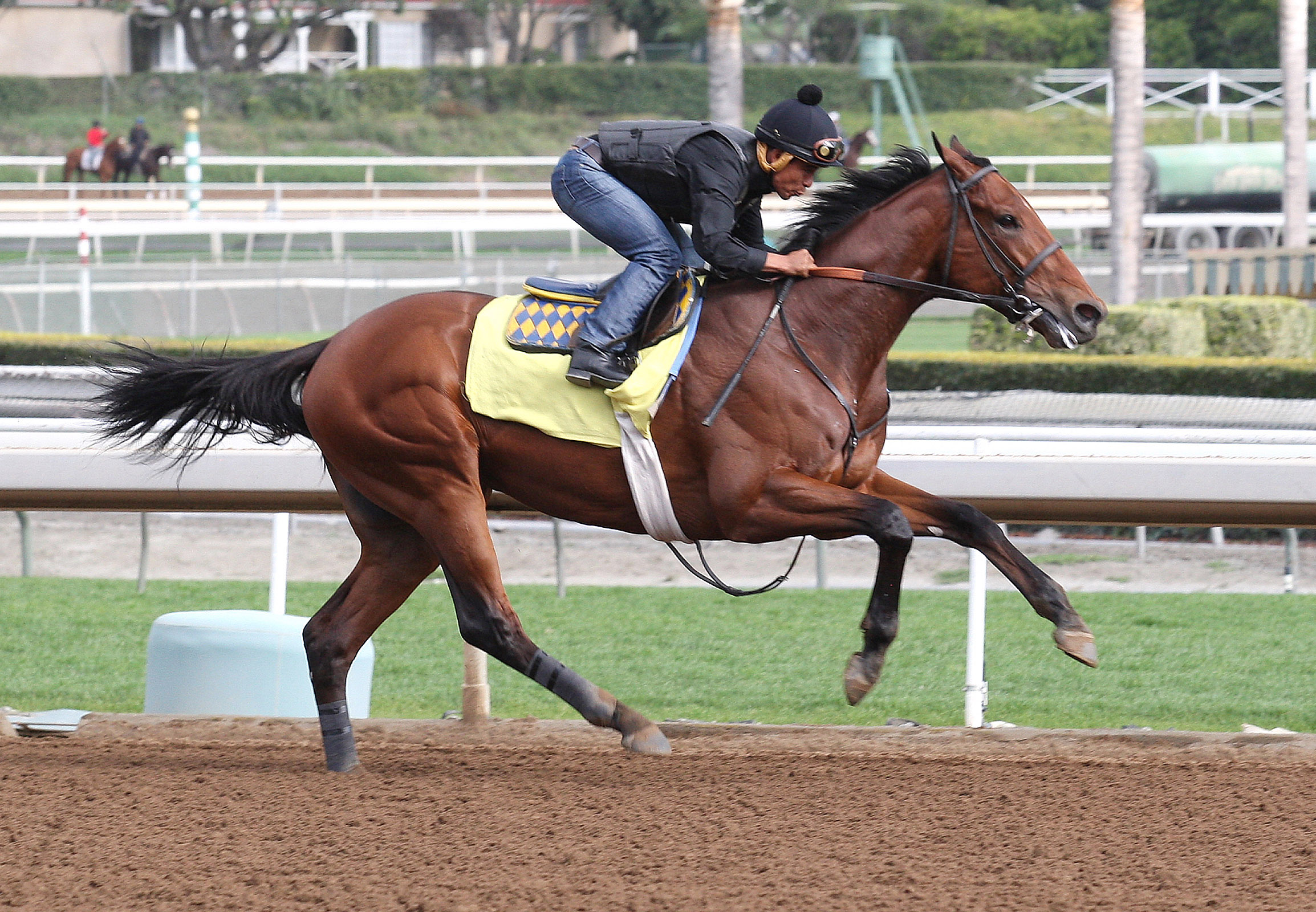 American Pharoah trains at Santa Anita on Feb. 27