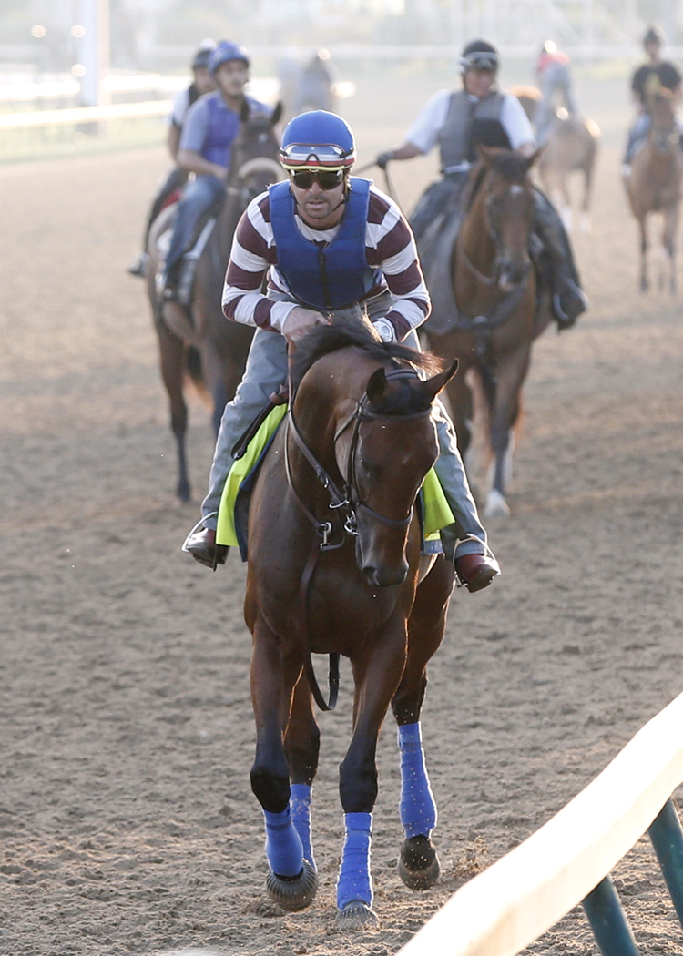 American Pharoah jogs at Churchill on June 12