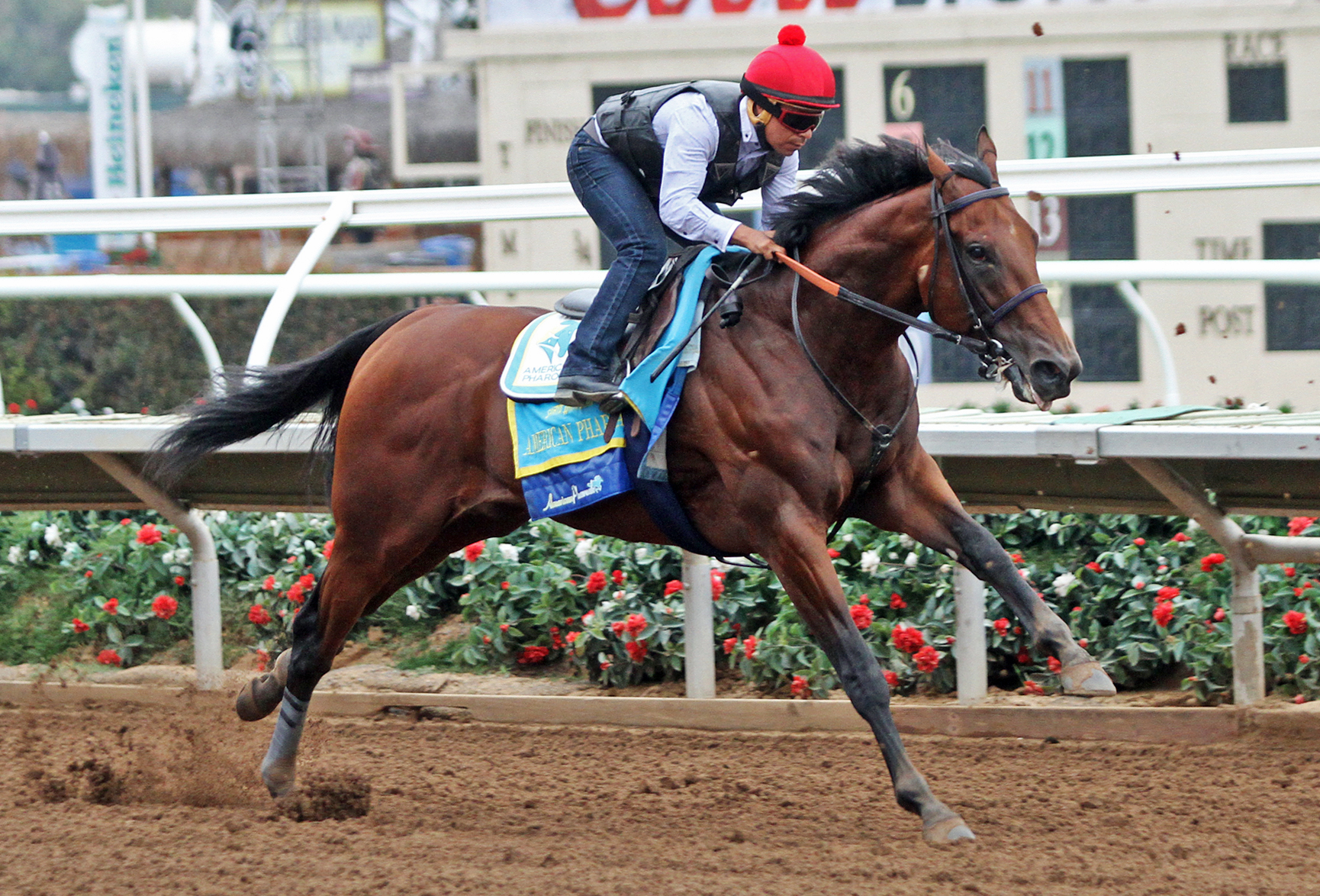 American Pharoah works at Del Mar on August 23
