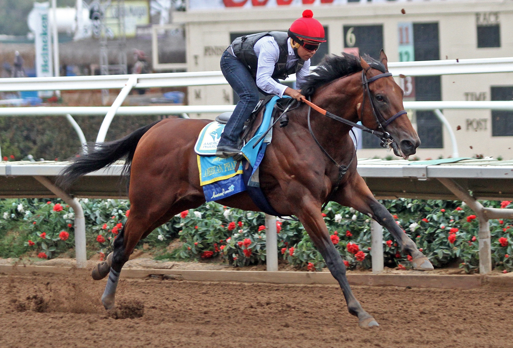 American Pharoah workout