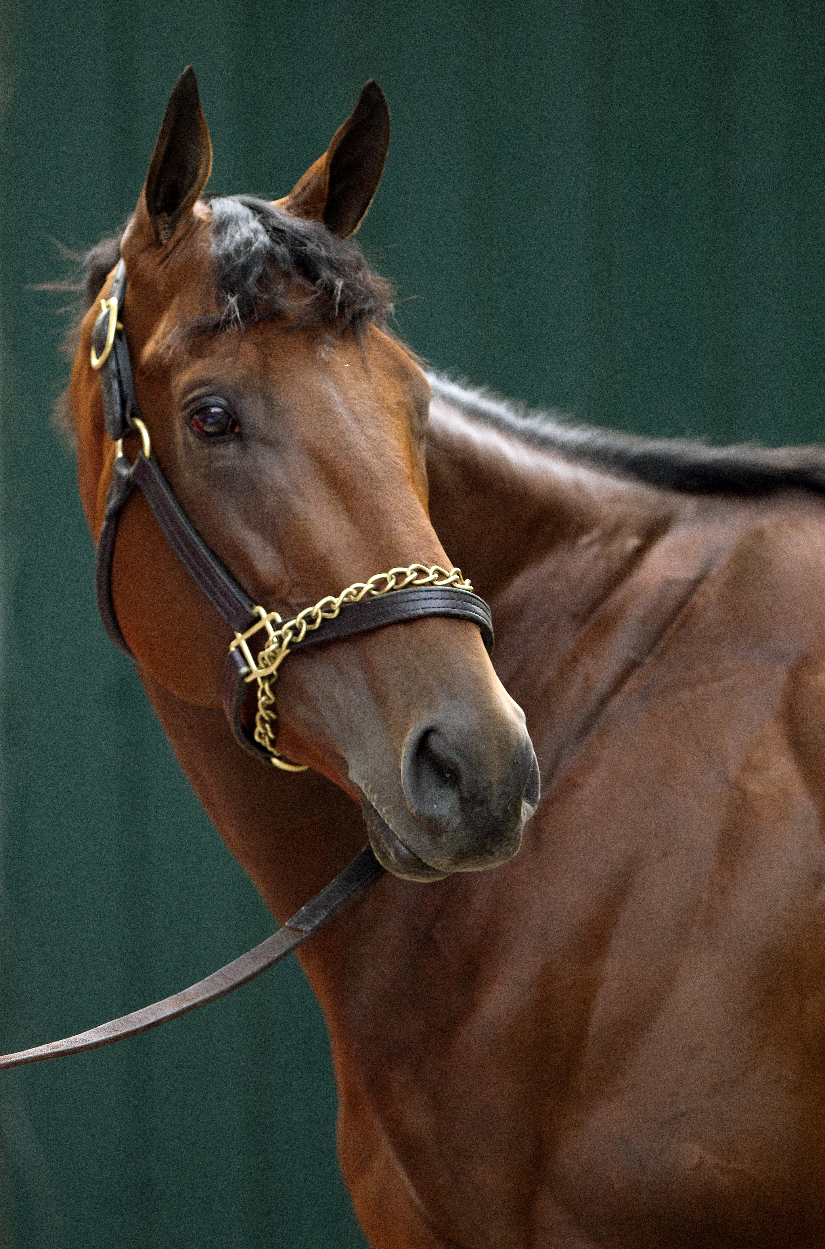 American Pharoah