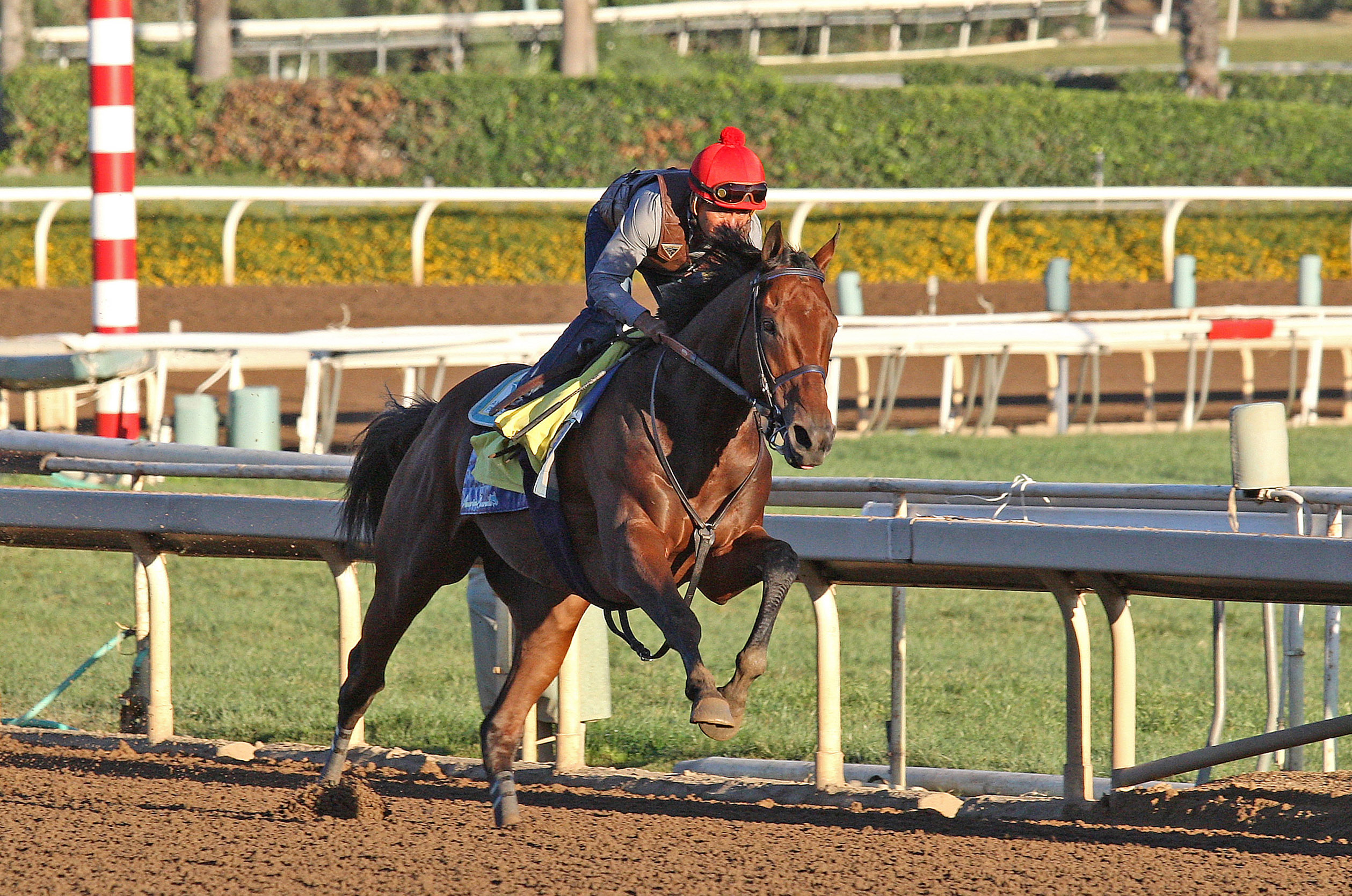 American Pharoah works at Santa Anita on Oct. 26