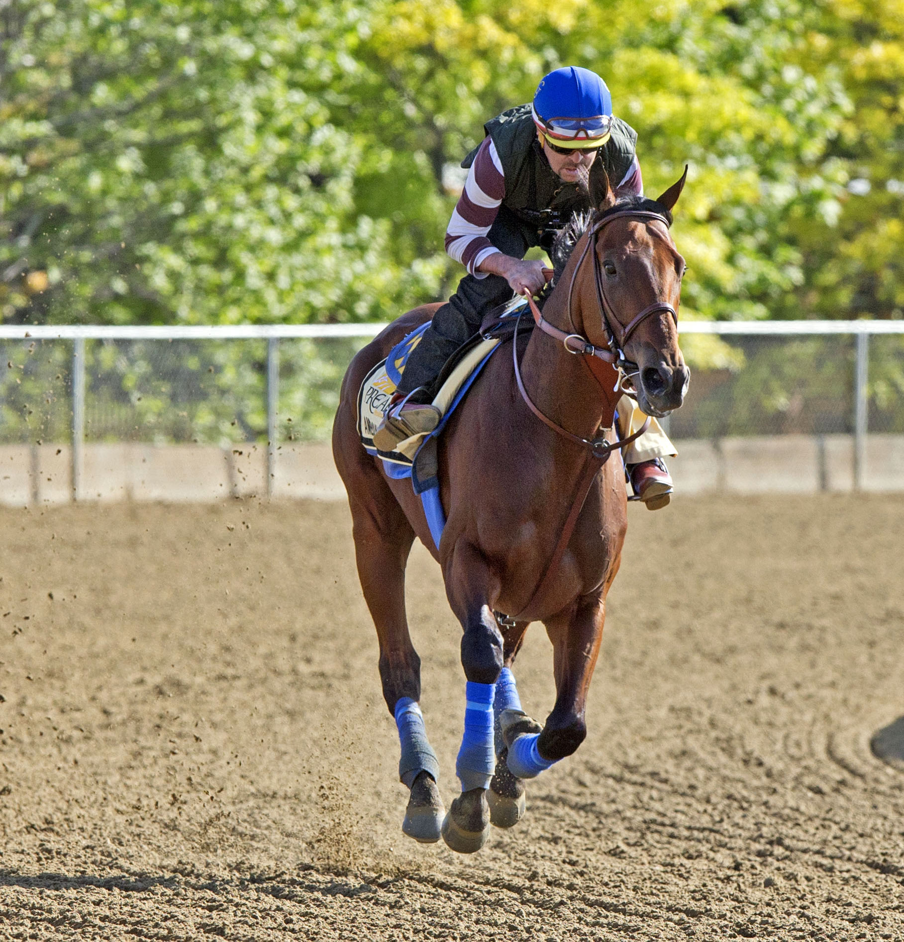 American Pharoah at Pimlico on May 14