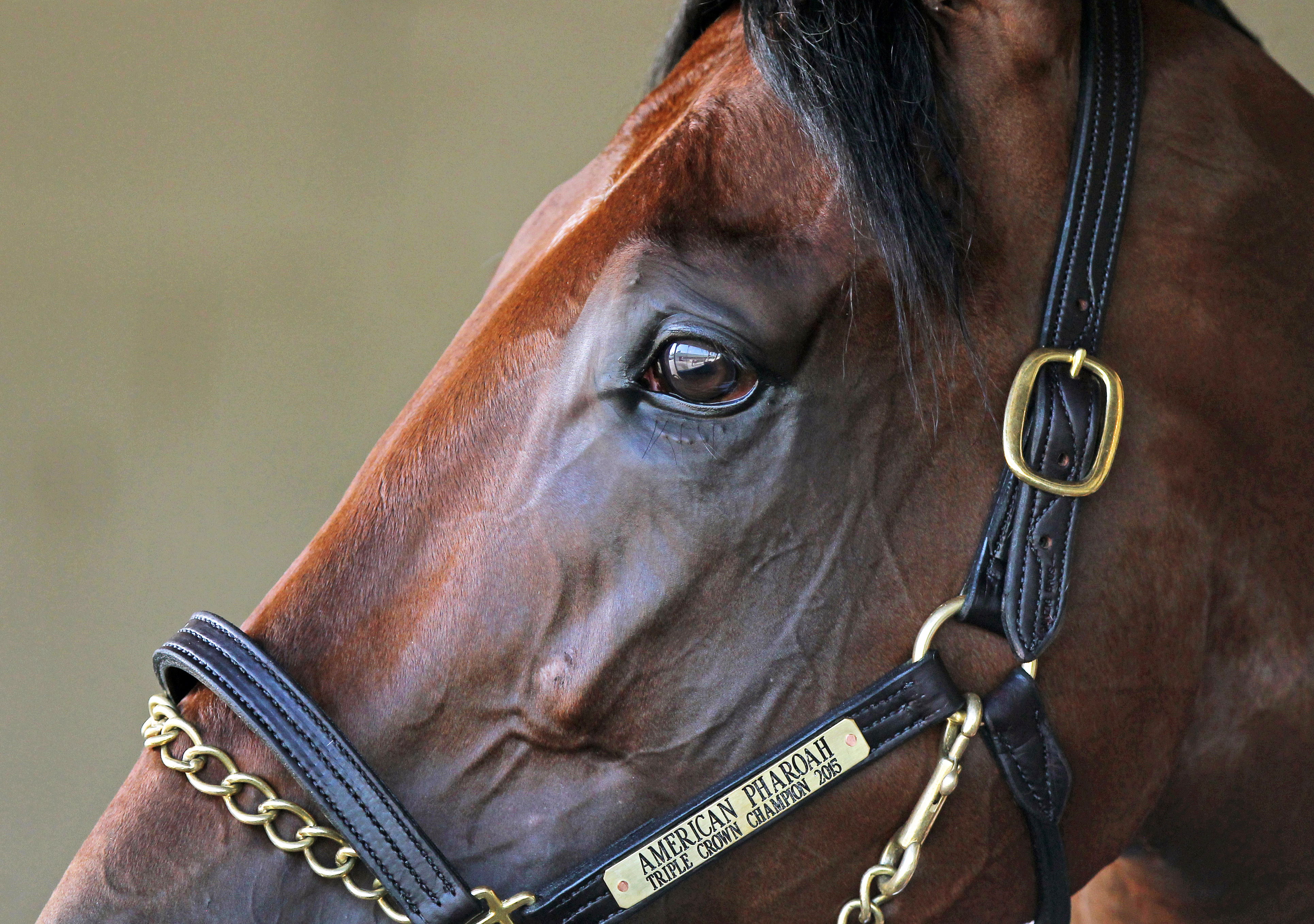 American Pharoah