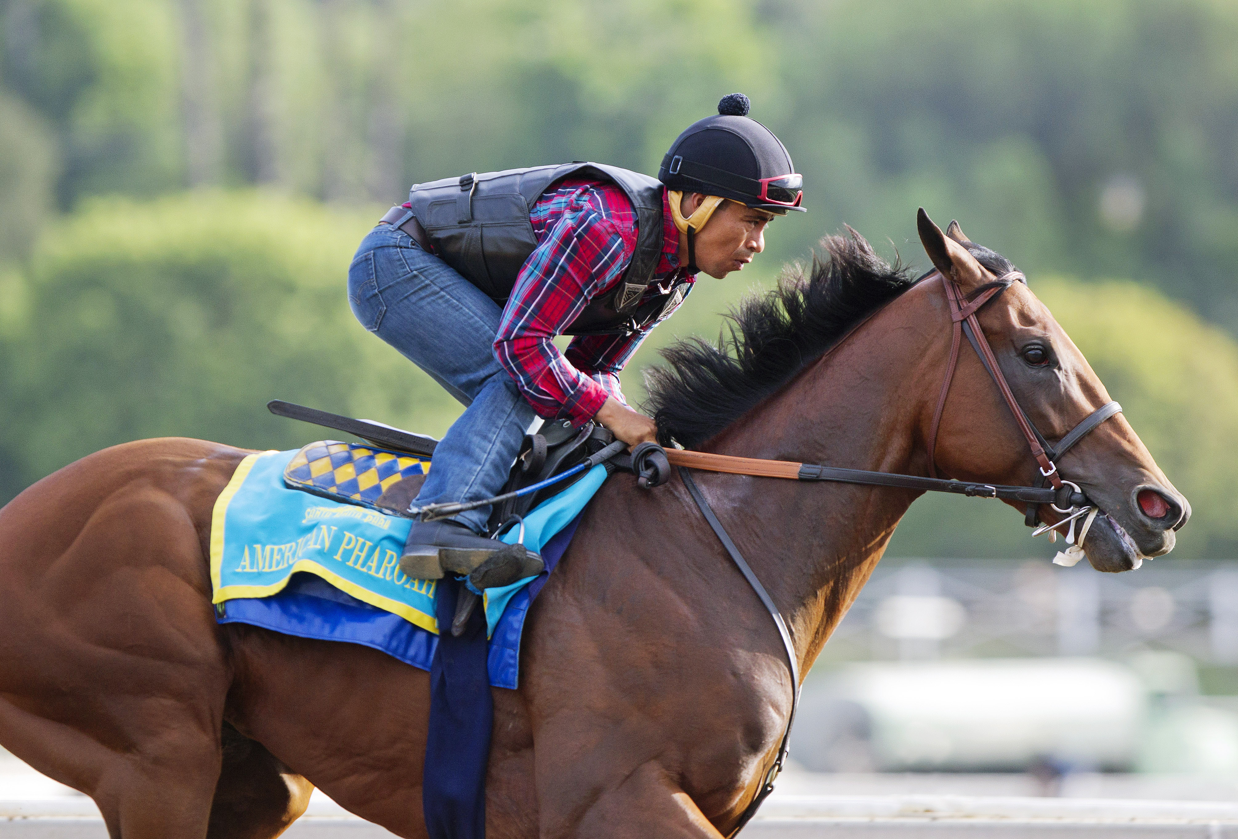 American Pharoah trains at Santa Anita on June 29