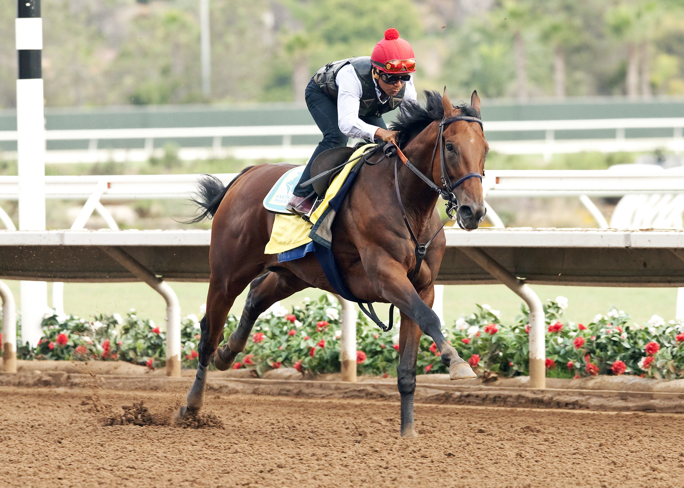 American Pharoah works at Del Mar on July 23