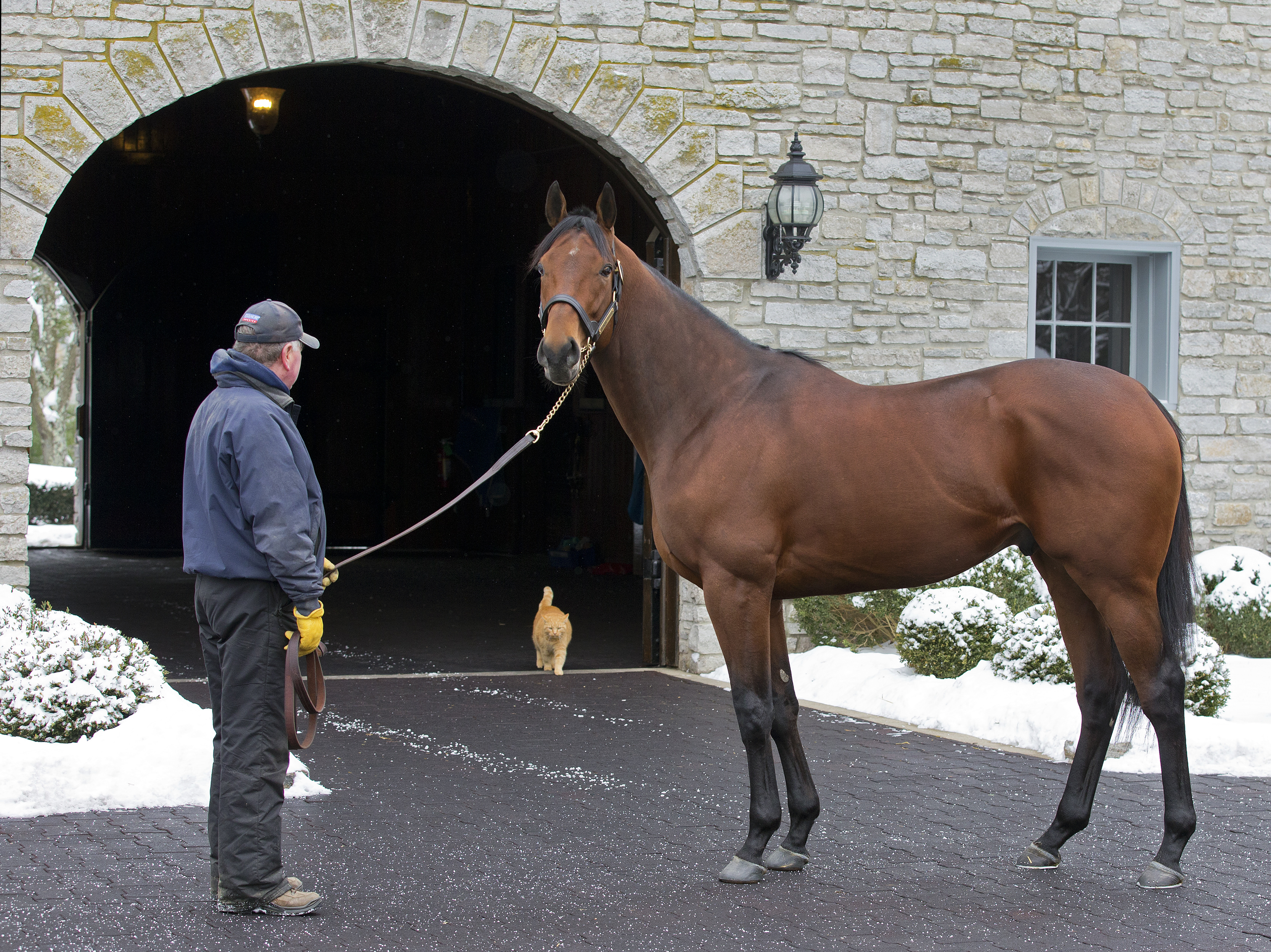 American Pharoah at Coolmore's Ashford Stud