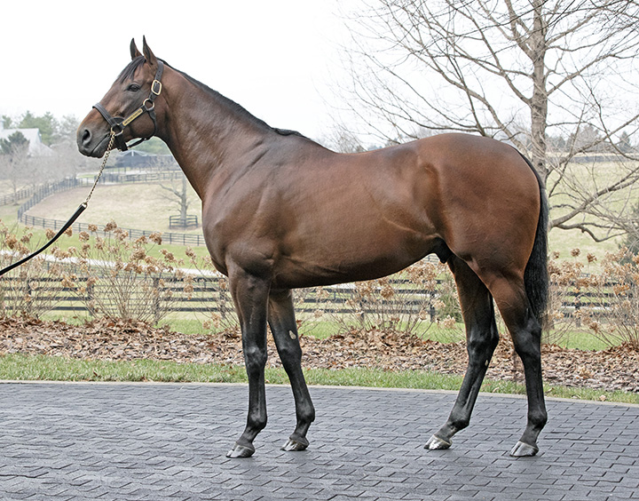 American Pharoah in January 2019