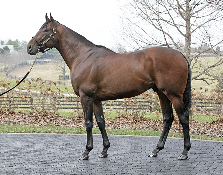 American Pharoah in January 2019