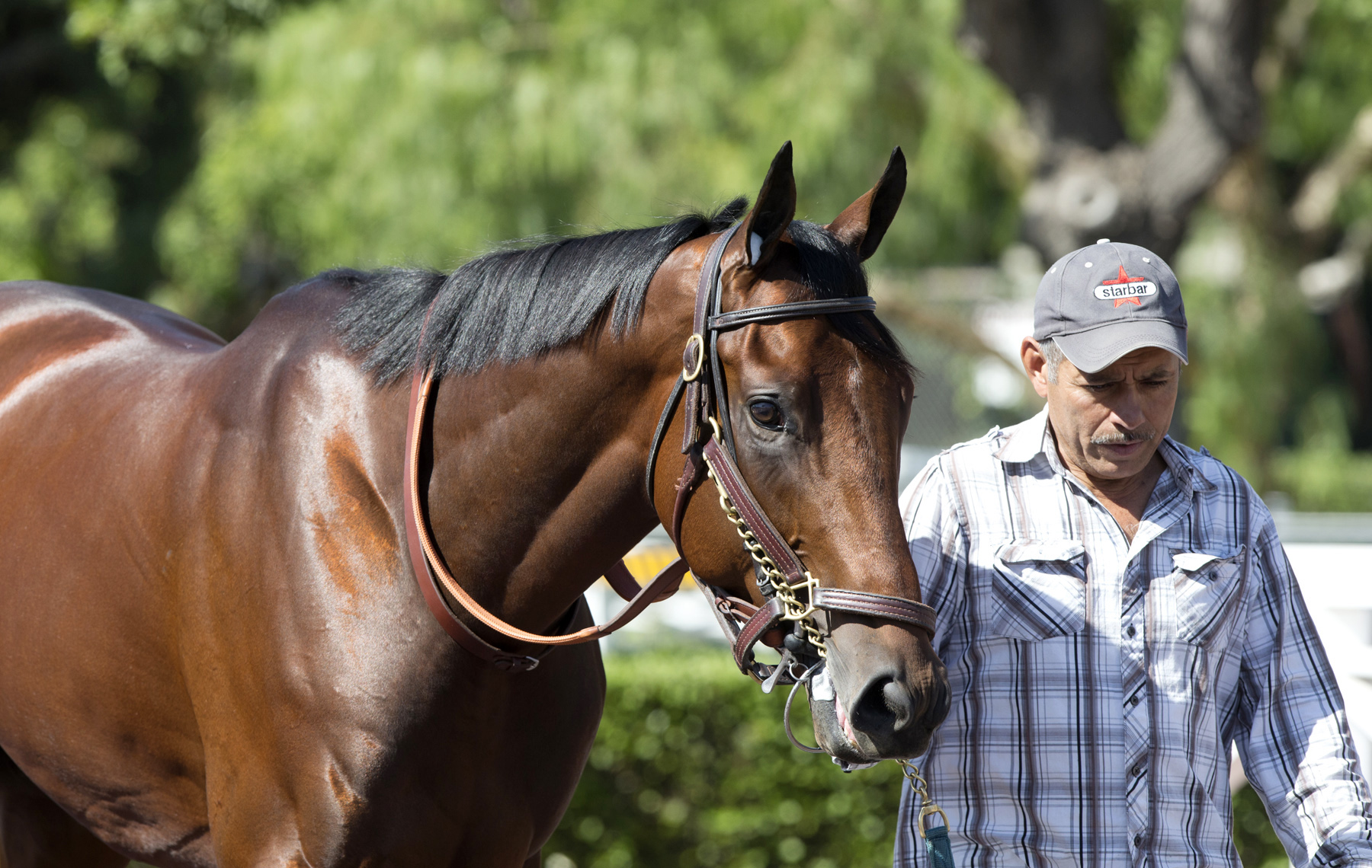 American Pharoah