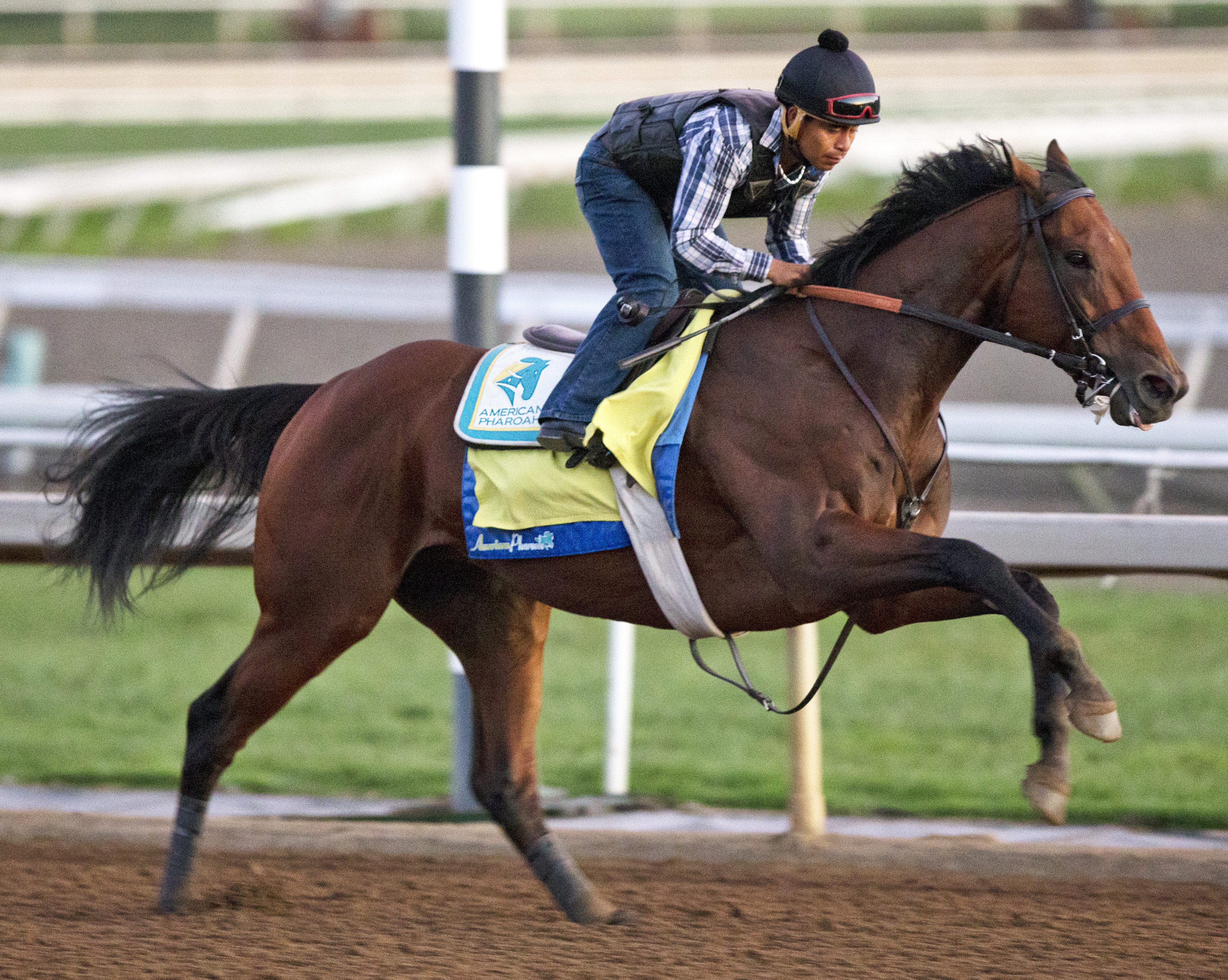 American Pharoah training on Oct. 9