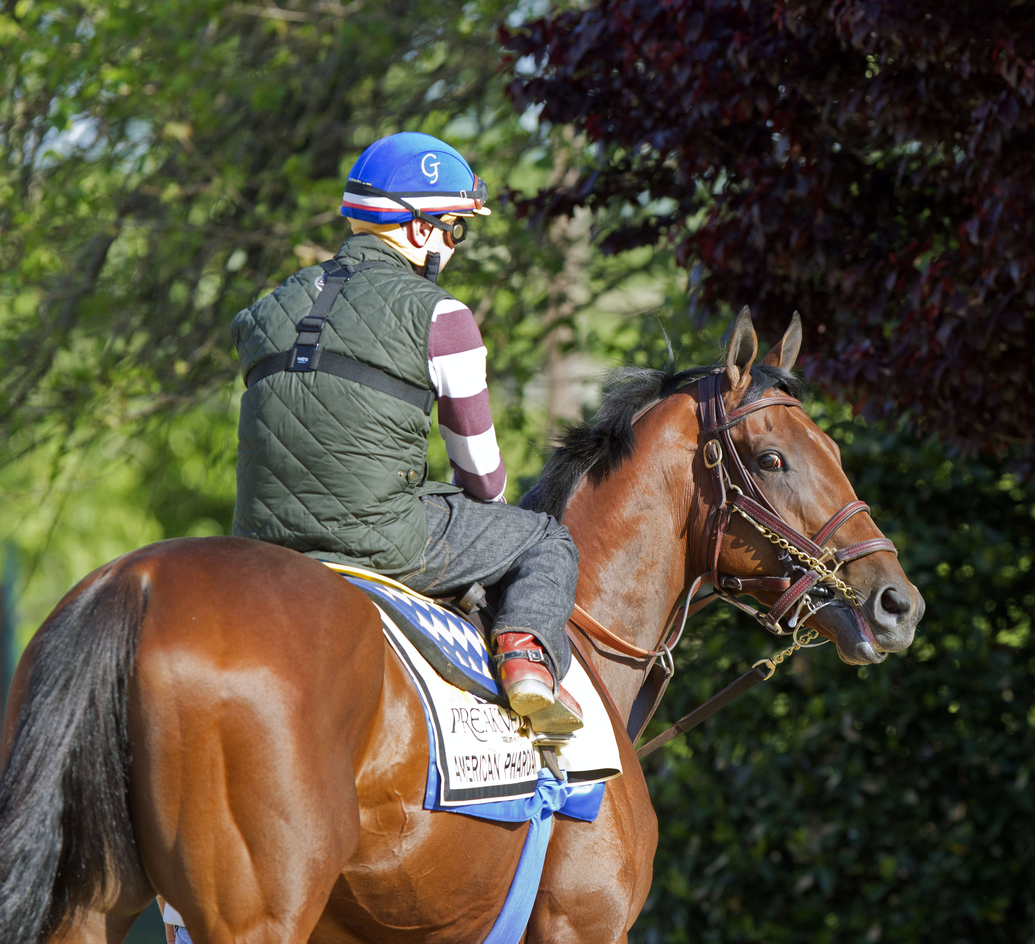 American Pharoah at Pimlico