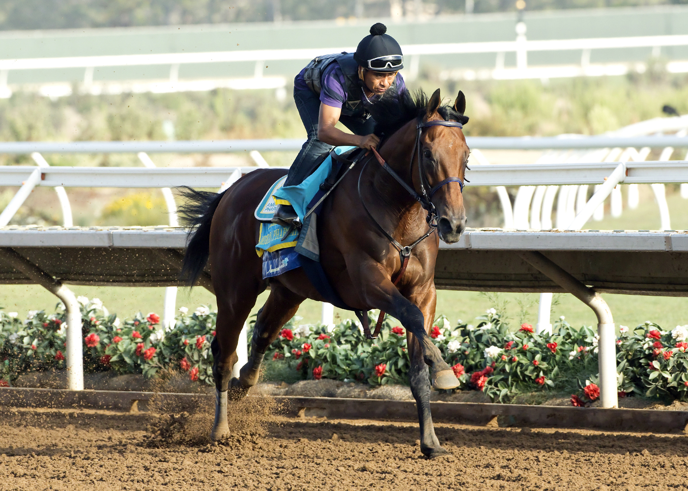 American Pharoah works at Santa Anita on Aug. 16