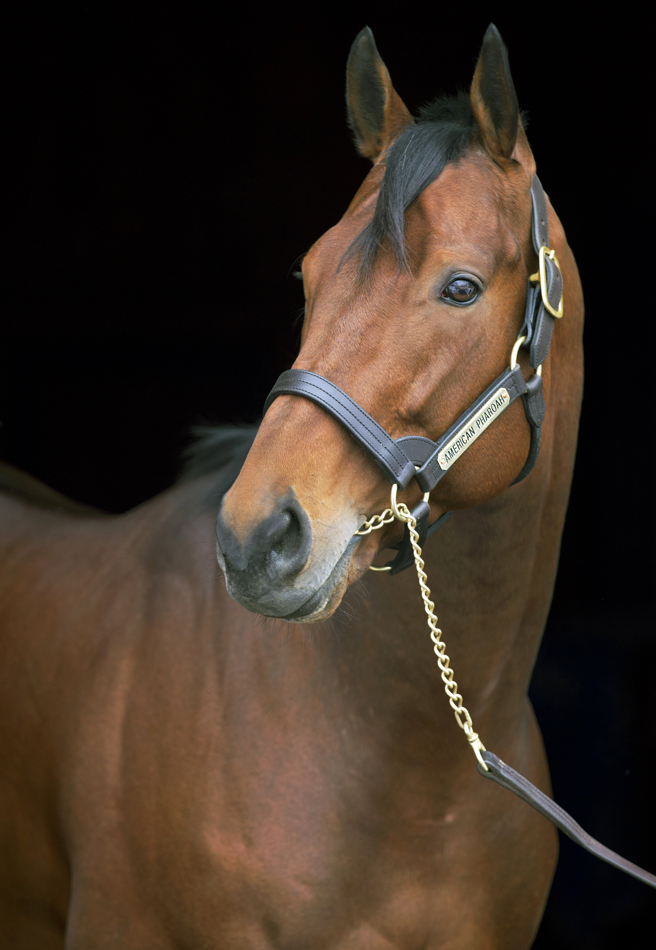 American Pharoah
