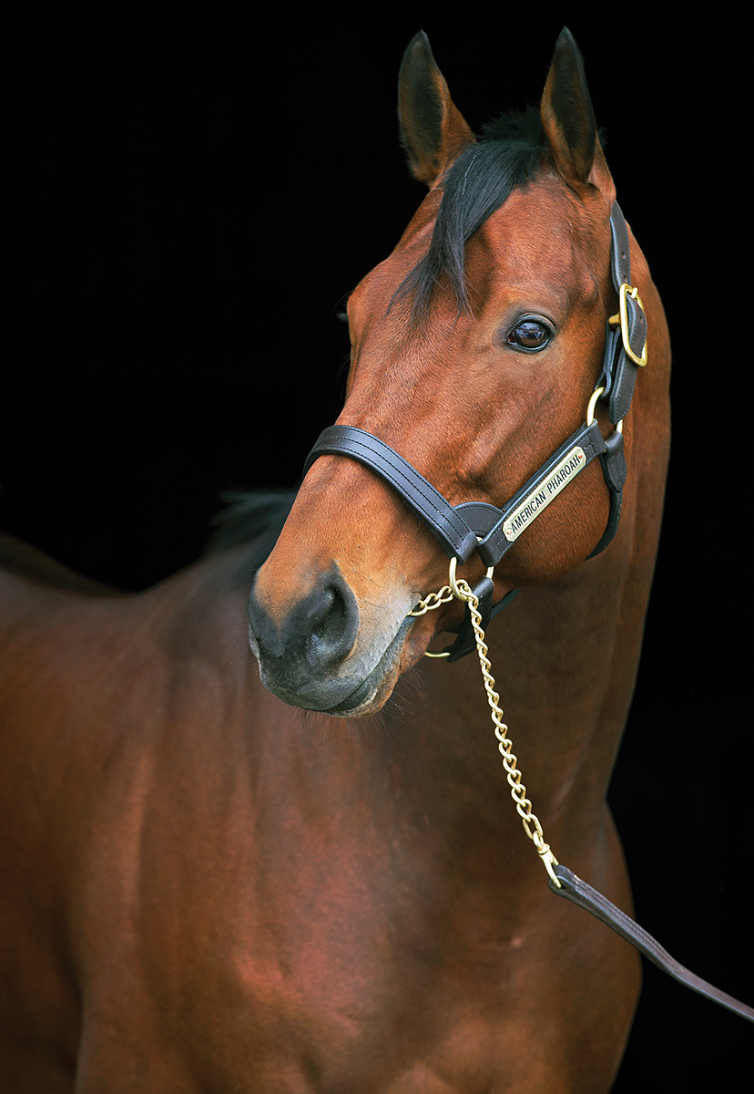 American Pharoah portrait