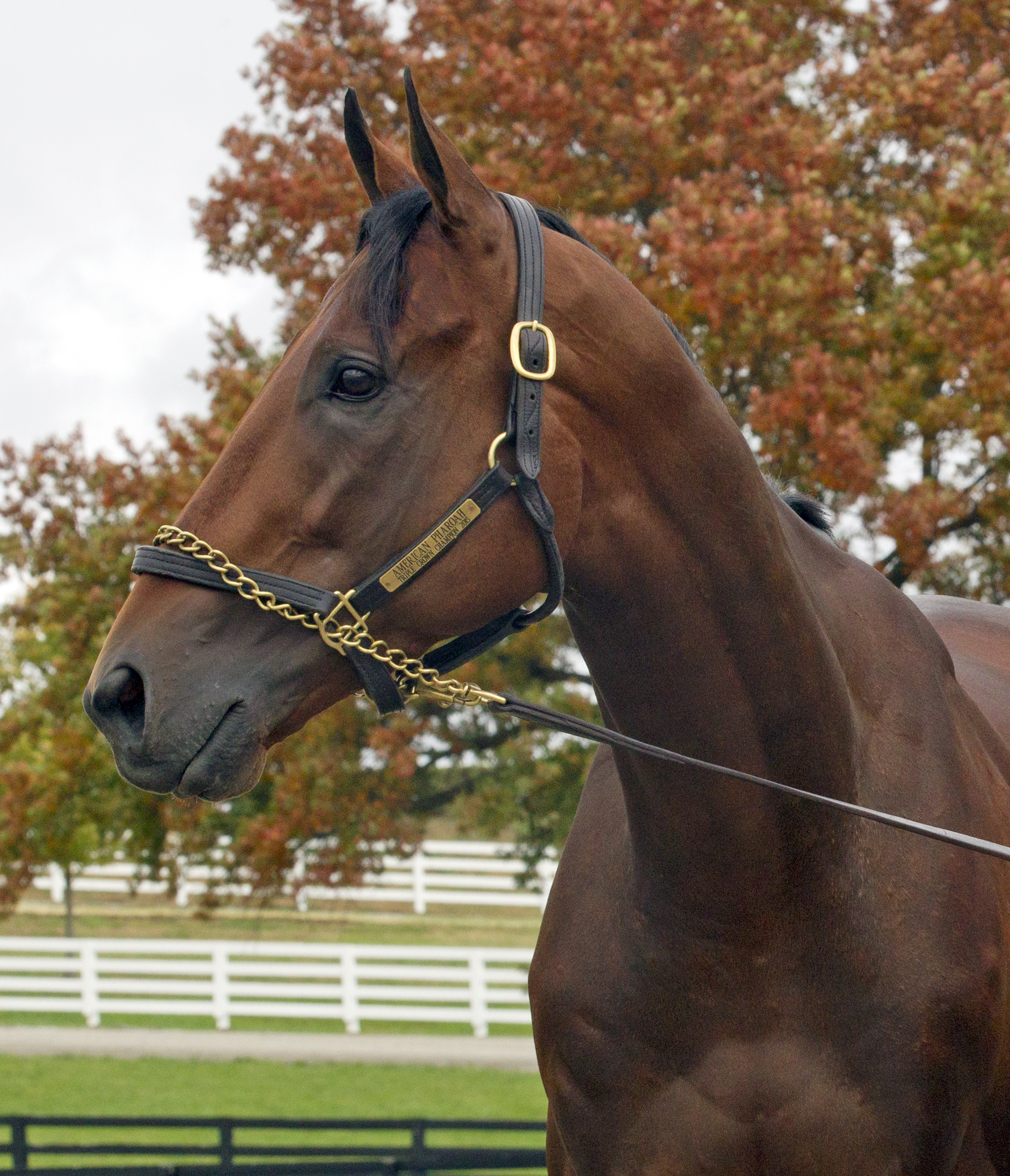 American Pharoah
