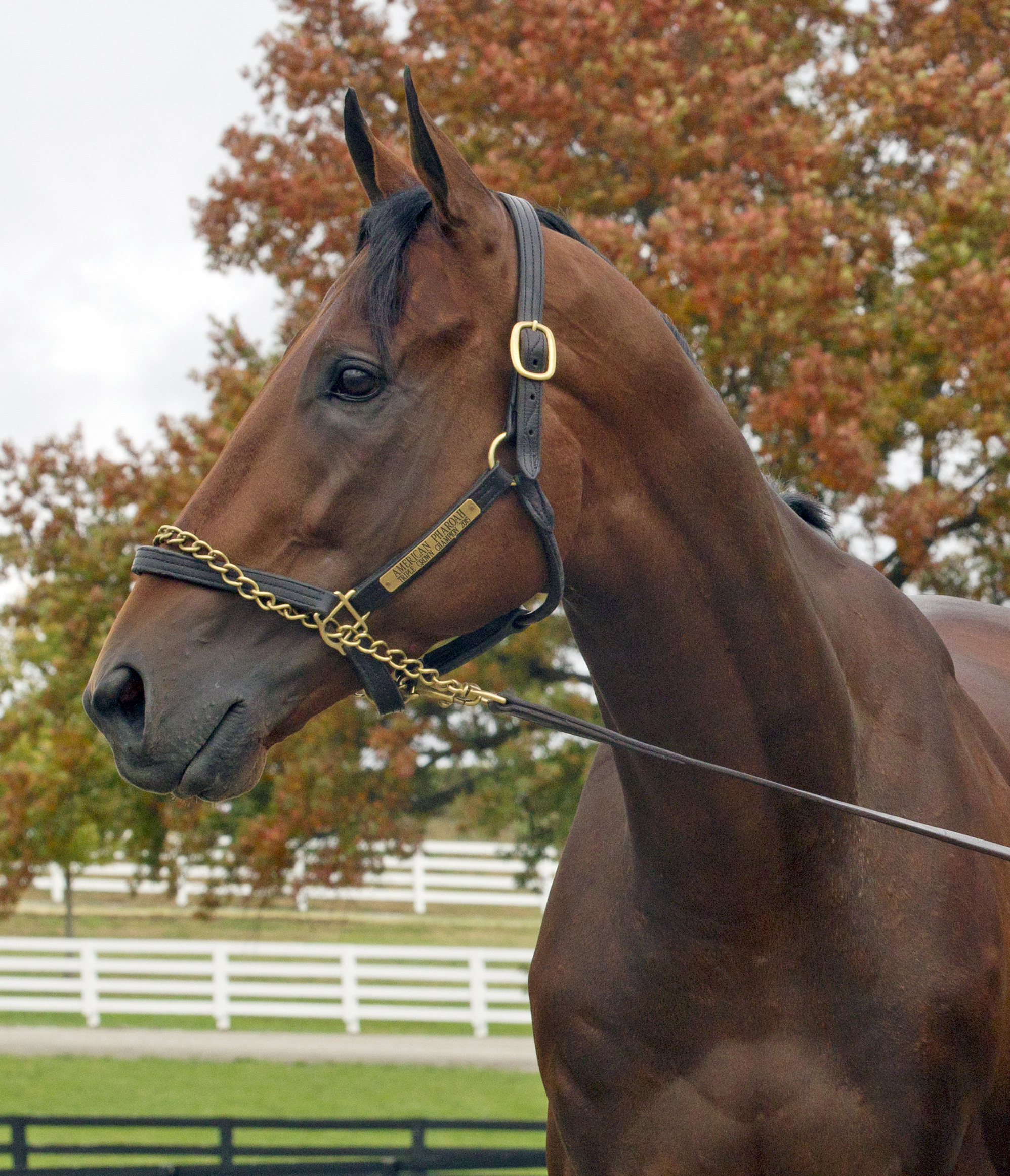 American Pharoah