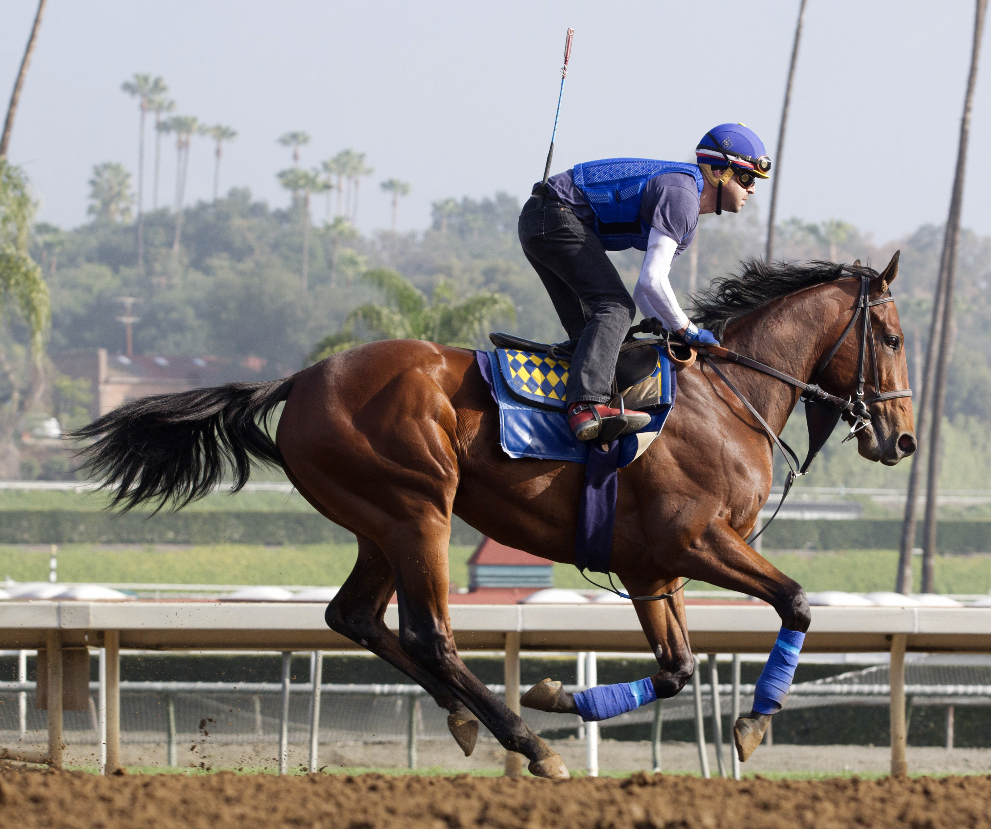 American Pharoah trains at Santa Anita on Feb. 19