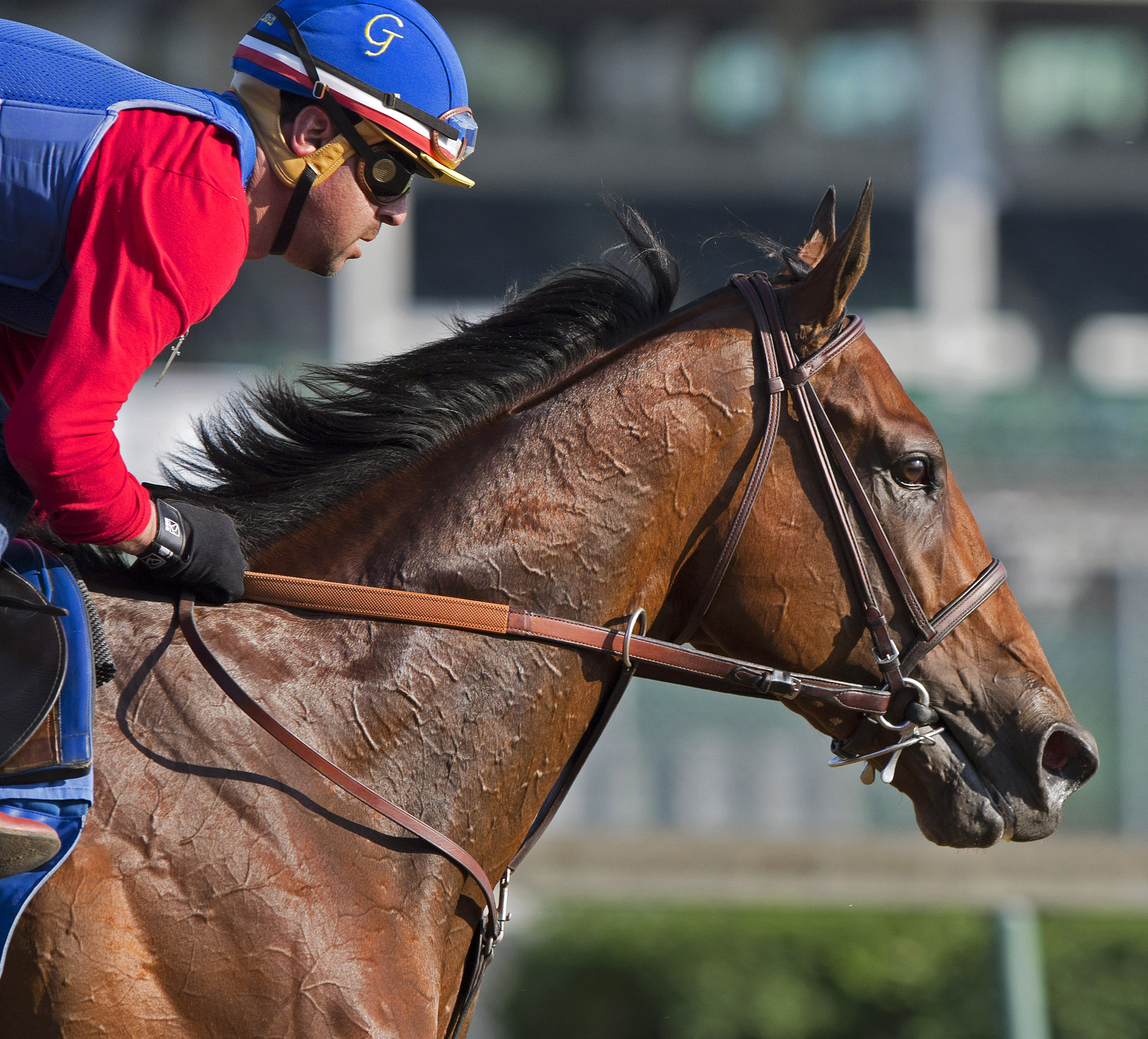 American Pharoah trains at Churchill June 1