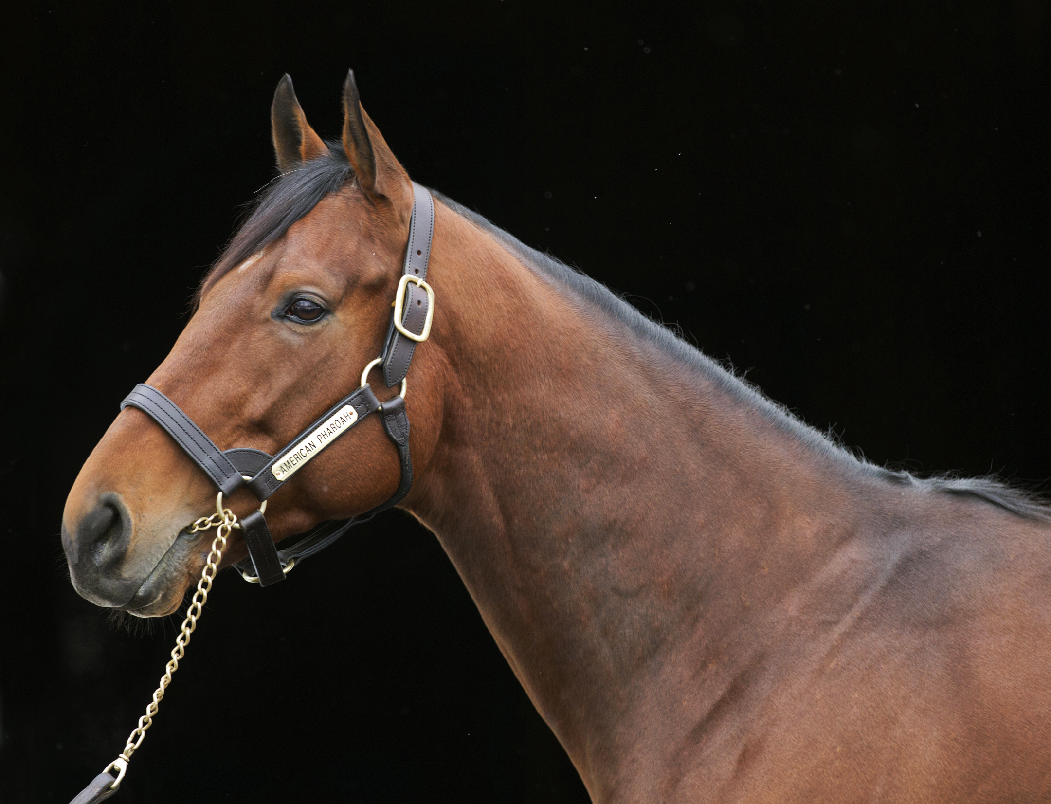 American Pharoah