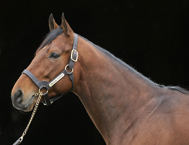 American Pharoah portrait