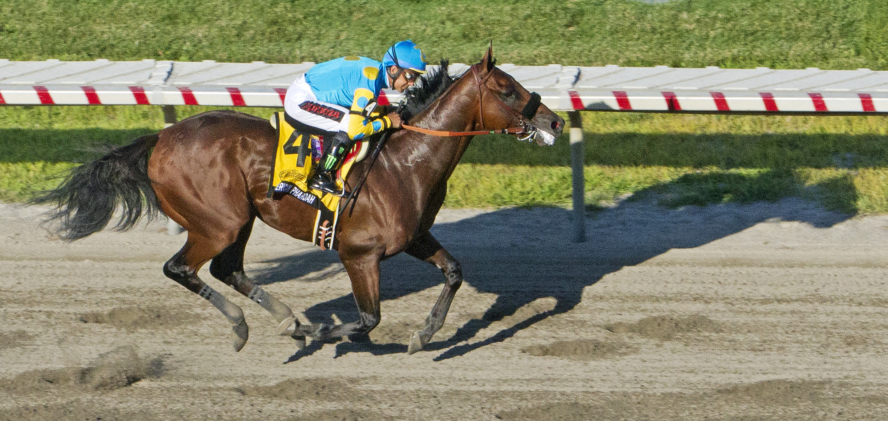 American Pharoah wins the Haskell