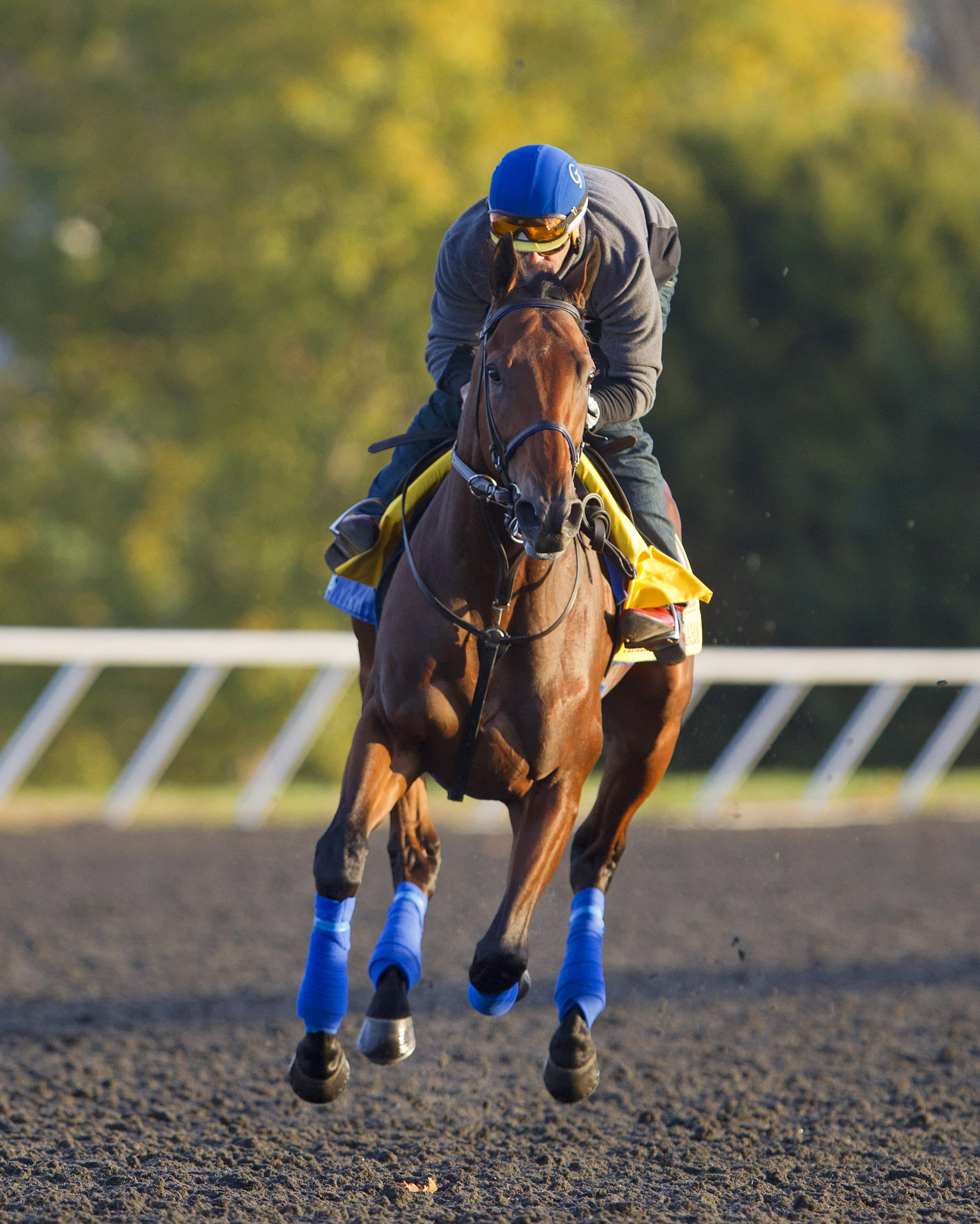 American Pharoah training on Oct. 29