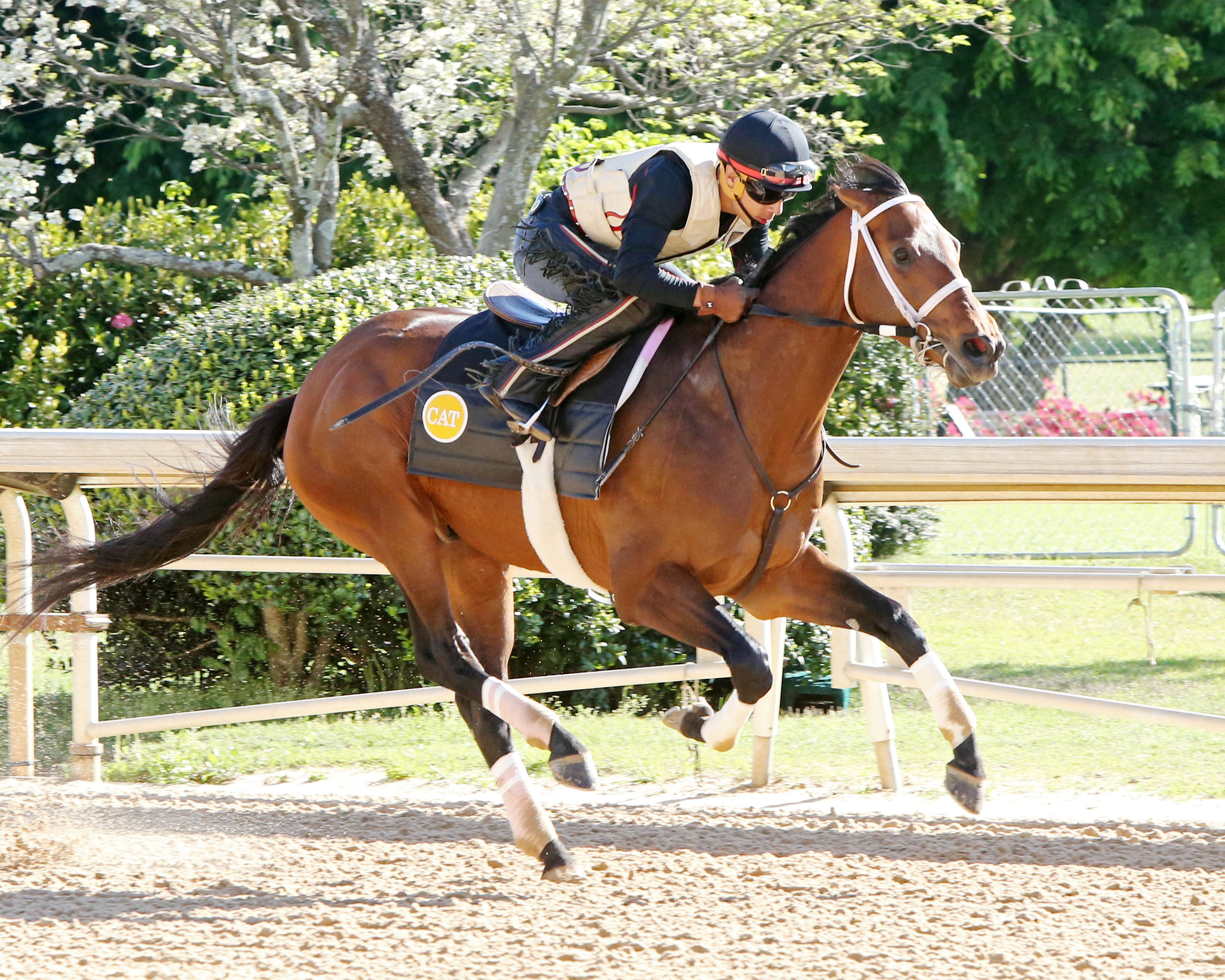 American Pioneer trains at Oaklawn on April 8