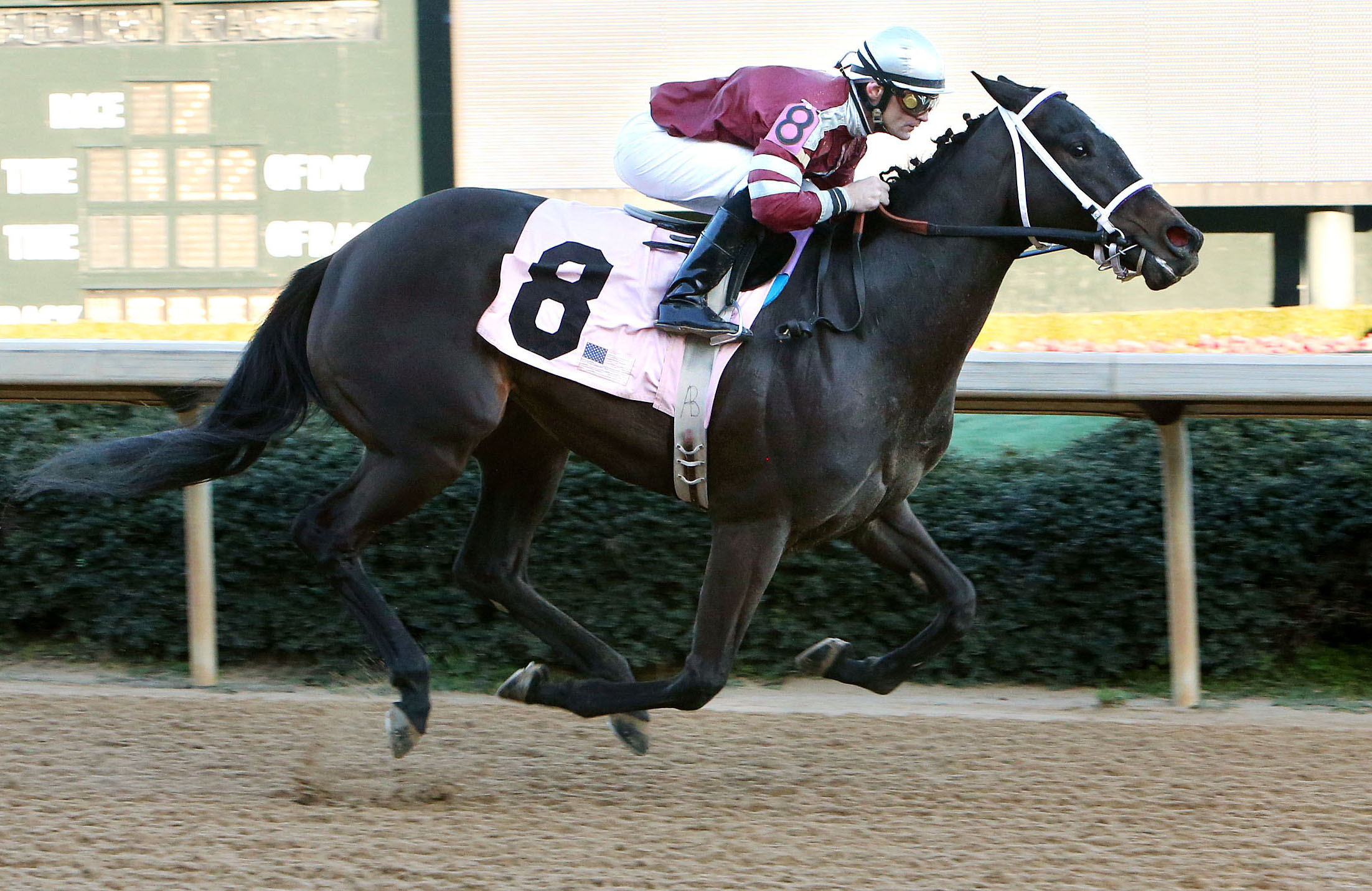 American Sugar, Dixie Belle Stakes