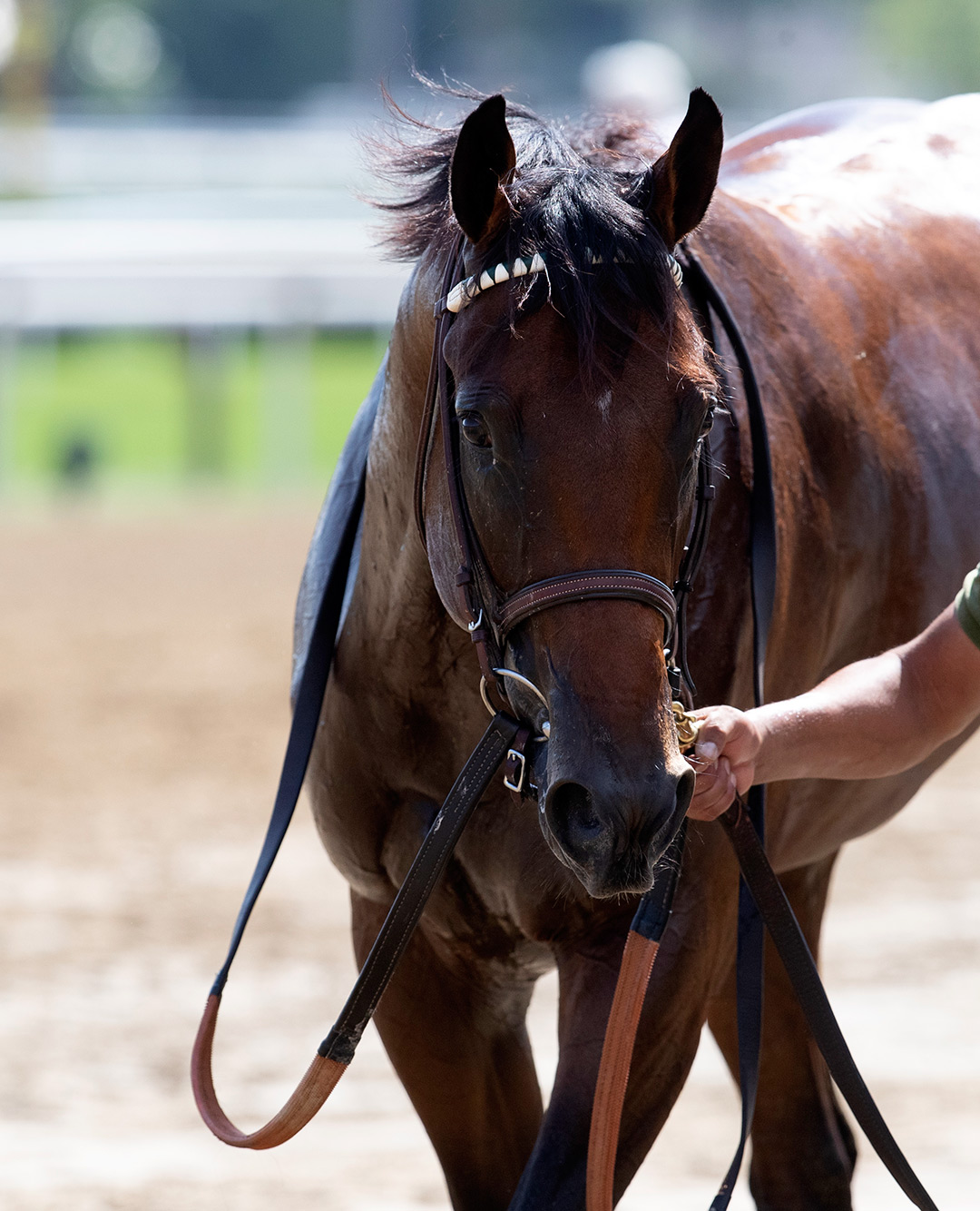 American Monarch in August 2020