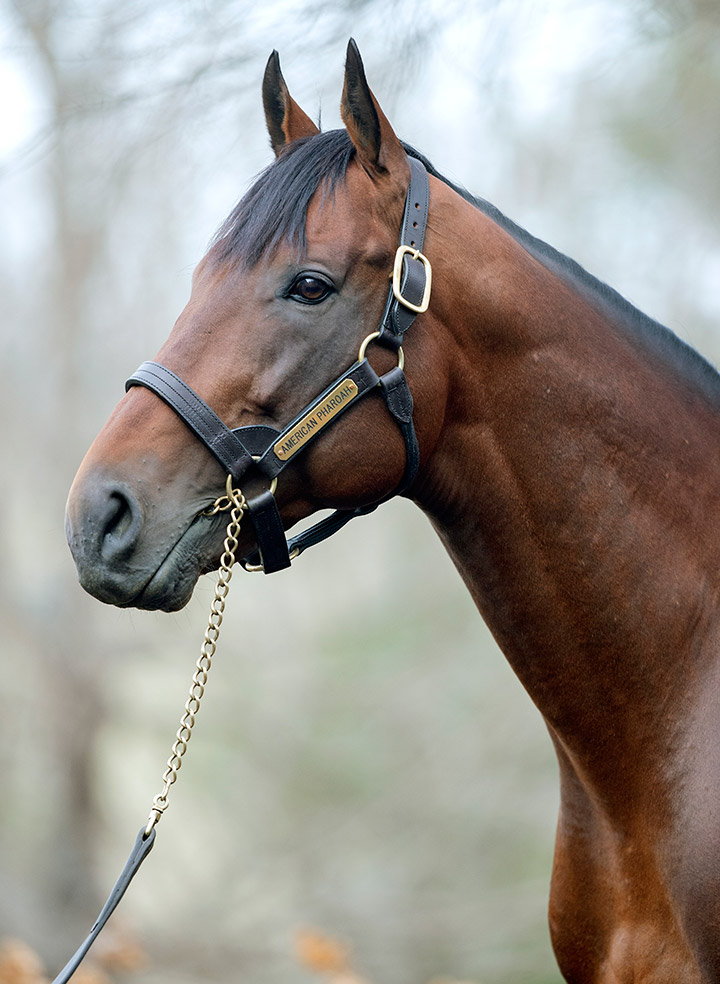 American Pharoah in January 2019