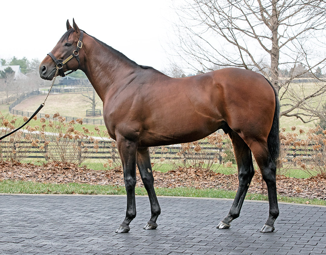 American Pharoah in January 2019