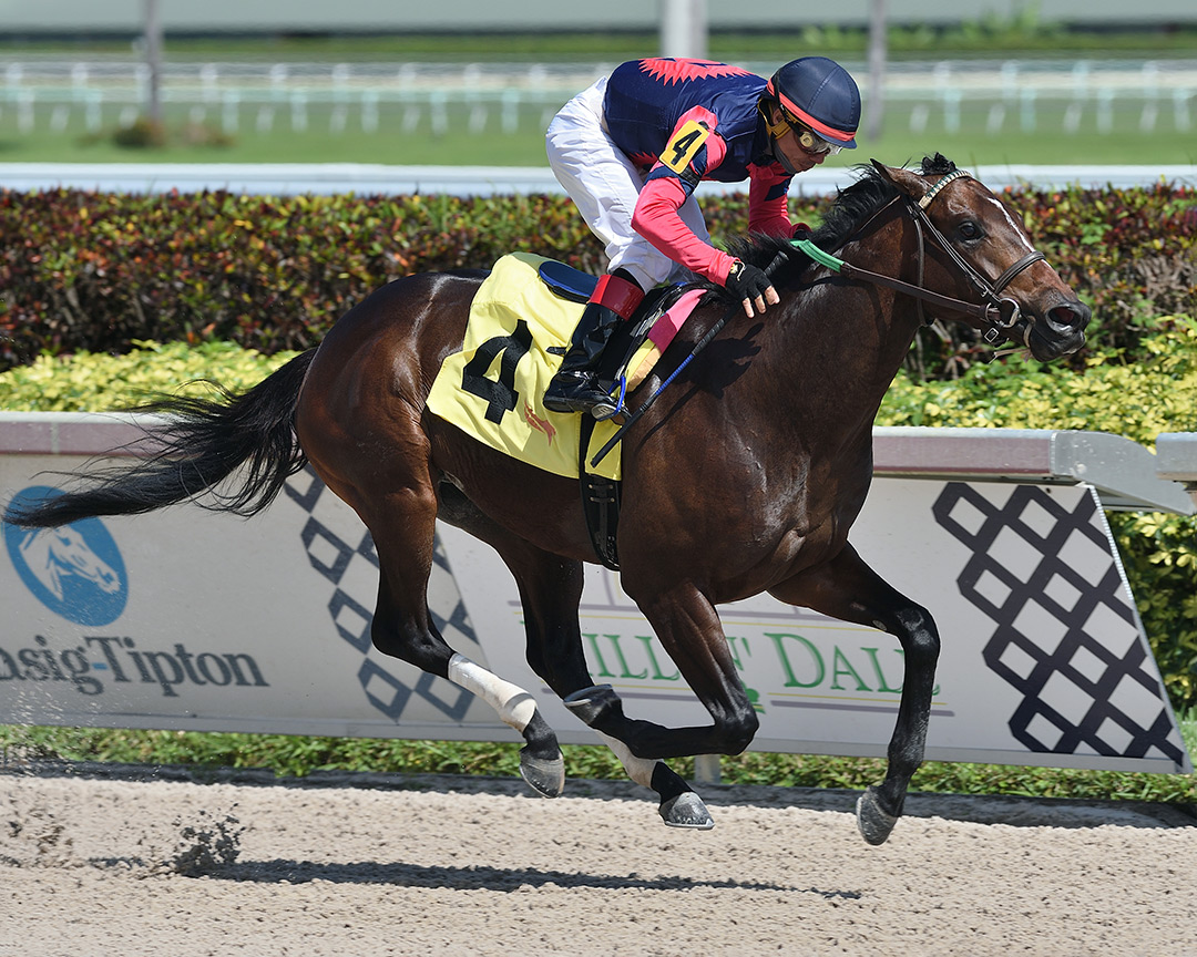 American Prince wins a Feb. 28 maiden race at Gulfstream Park