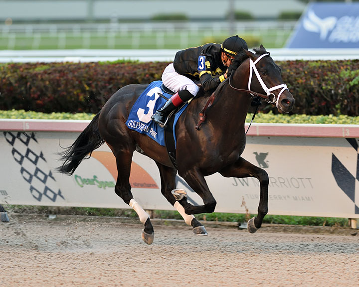 American Tattoo wins the 2019 H. Allen Jerkens Stakes at Gulfstream Park