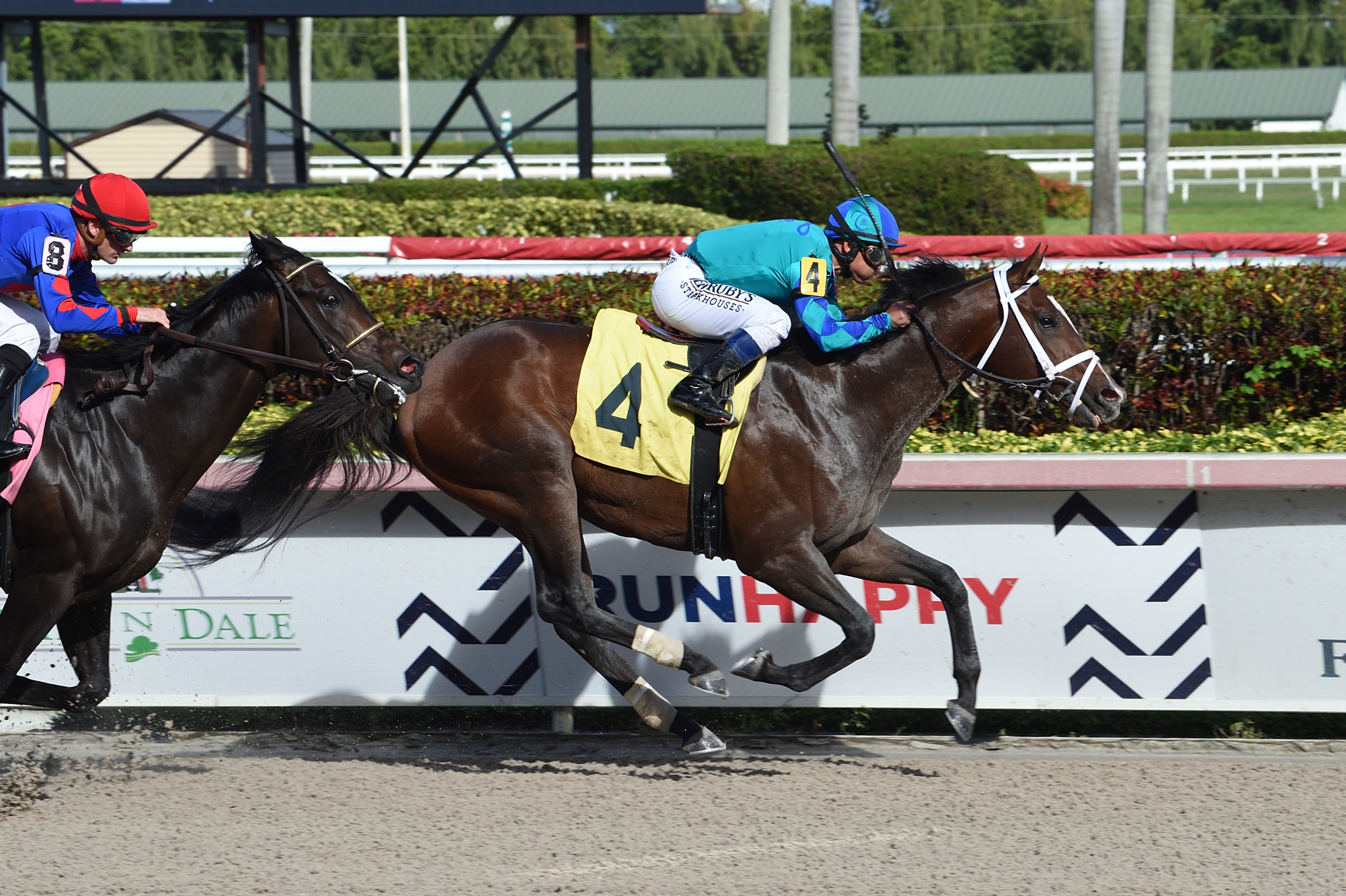 Americanus wins a Feb. 22 allowance at Gulfstream Park