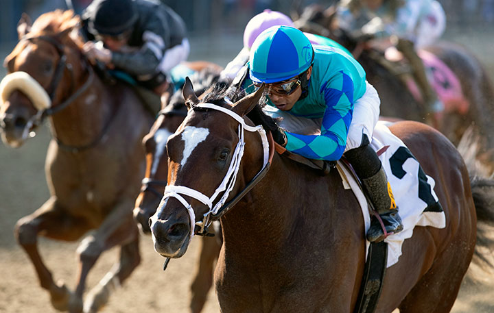 Americanus wins a Sept. 28 maiden race at Belmont Park