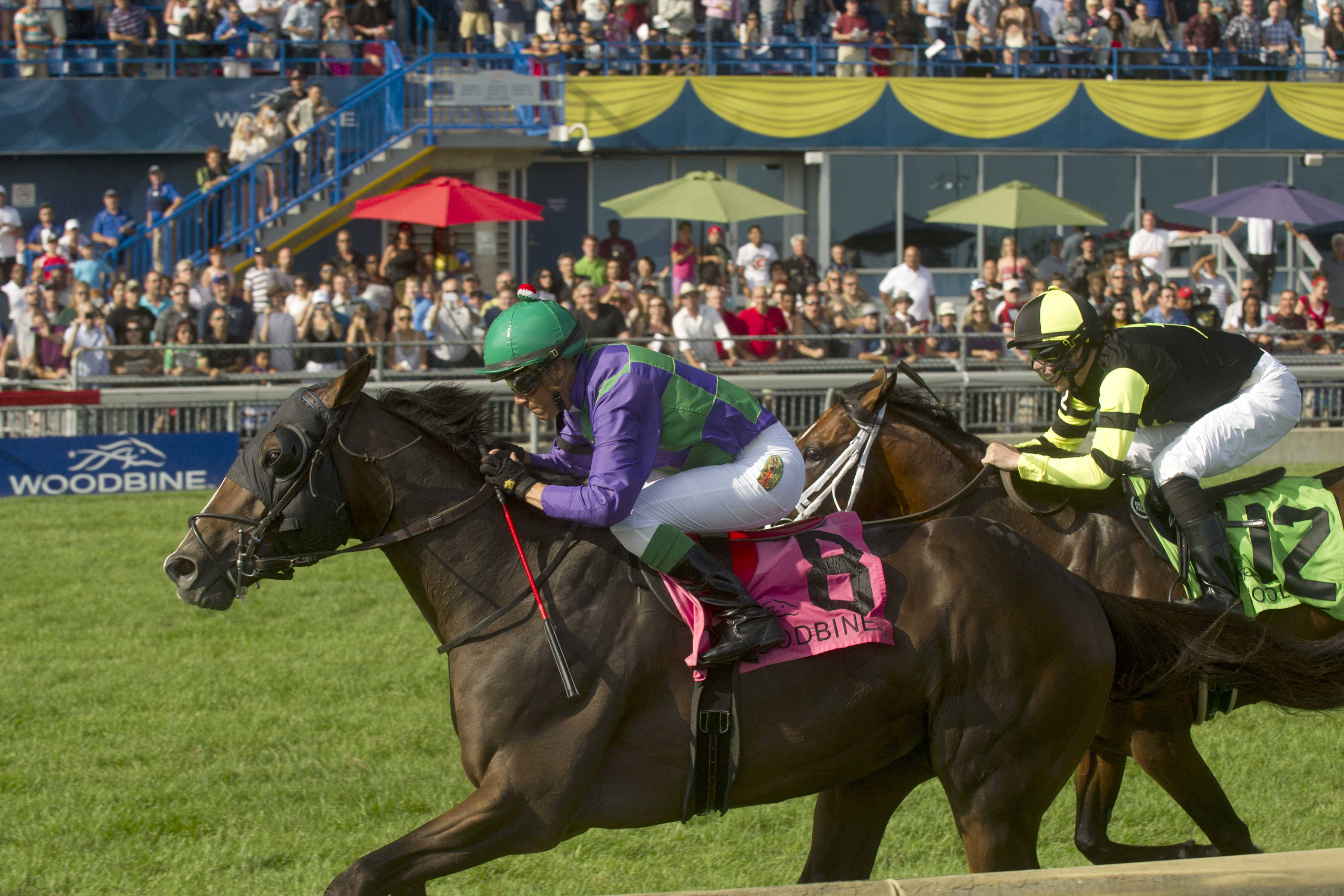 Ami's Holiday wins 2014 Breeders' Stakes
