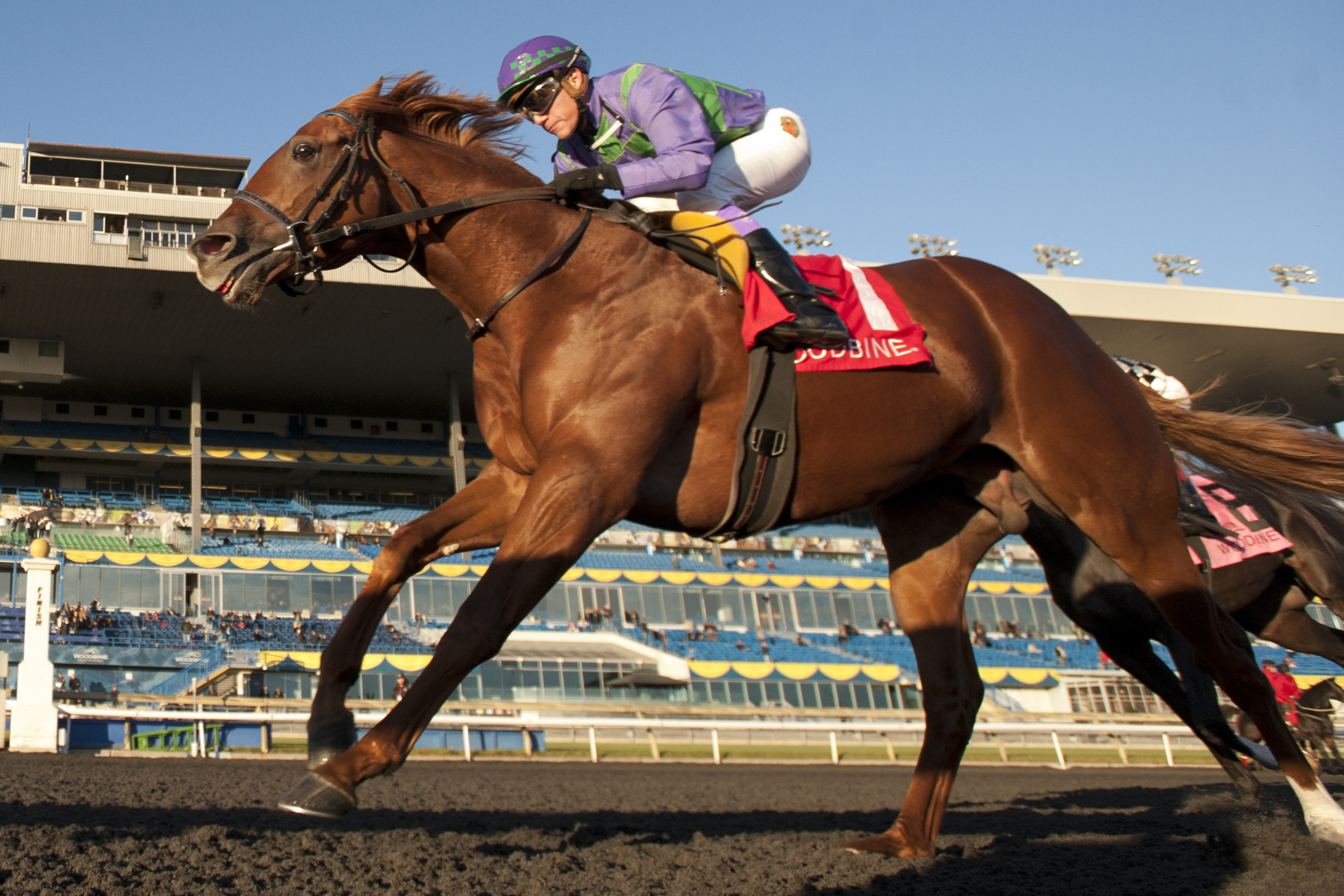 Amis Gizmo wins 2015 Kingarvie
