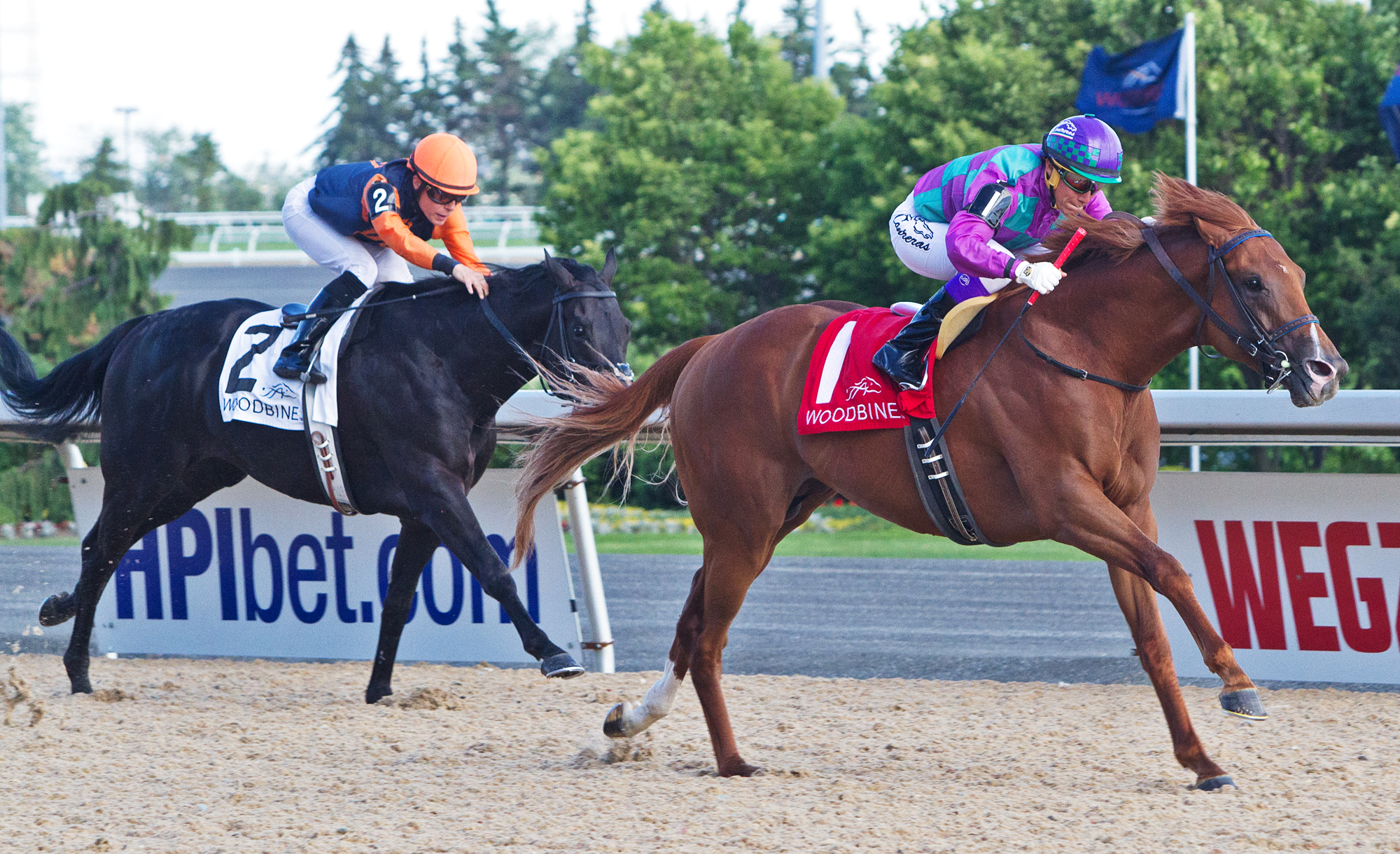 Amis Gizmo wins the Plate Trial