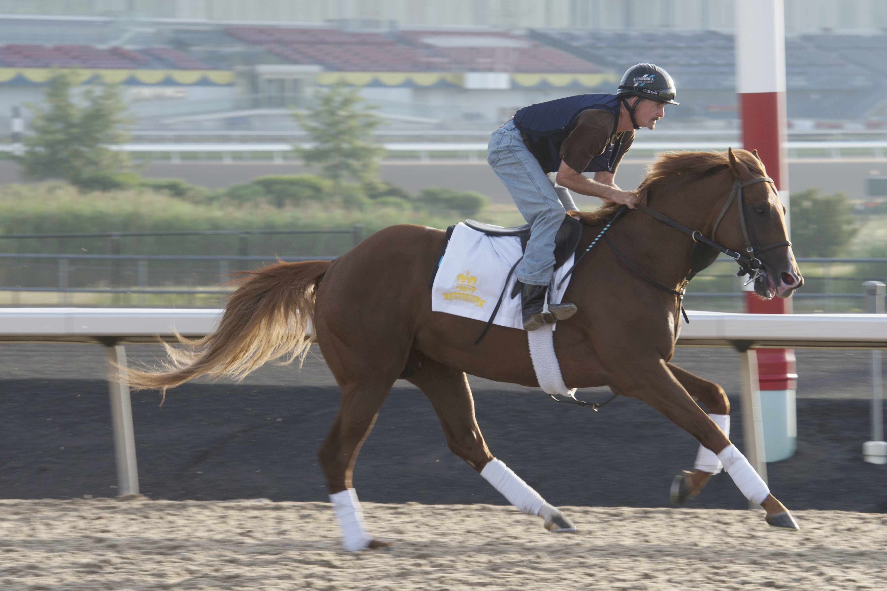 Amis Gizmo trains at Woodbine on June 27