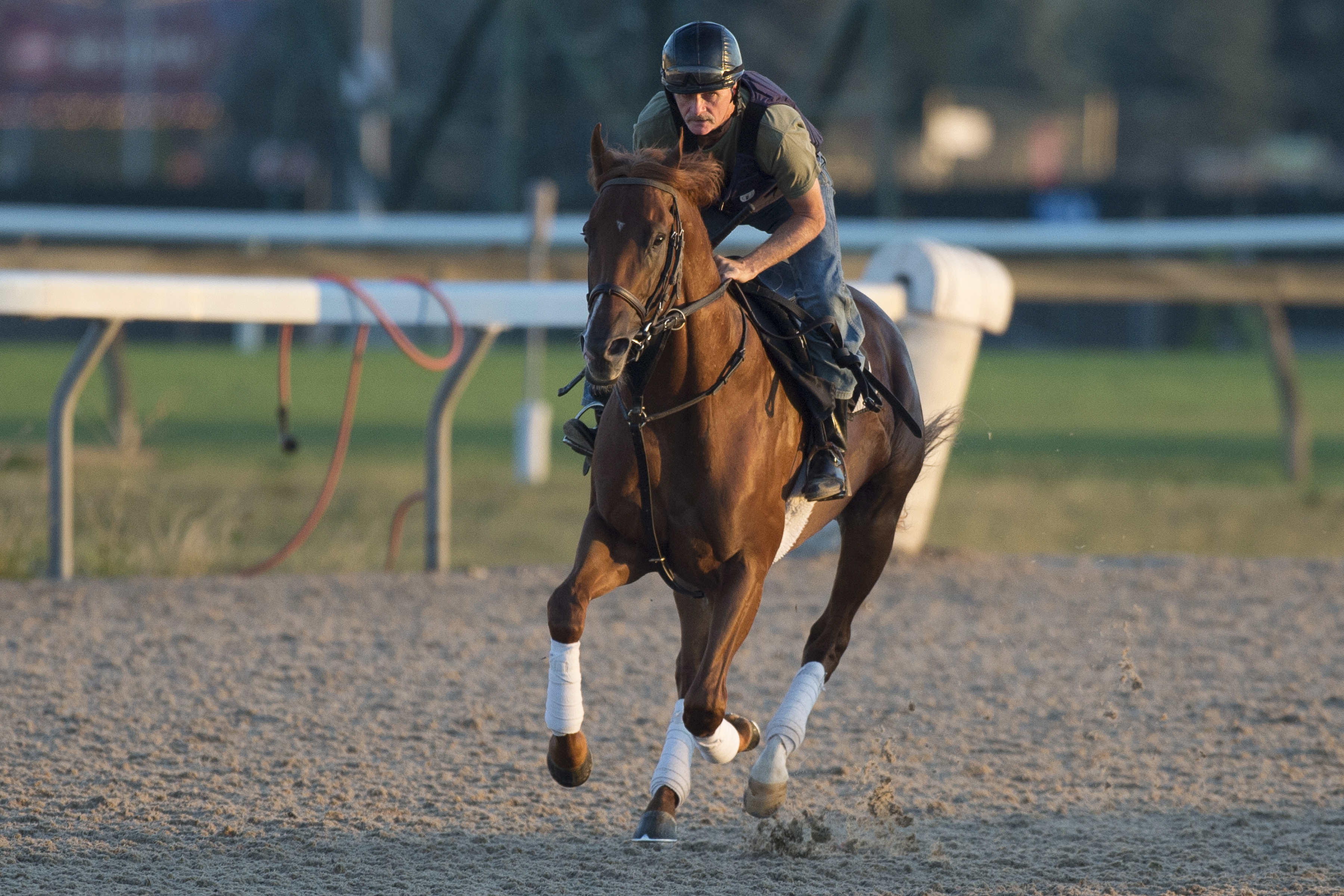 Amis Gizmo trains at Woodbine on August 19
