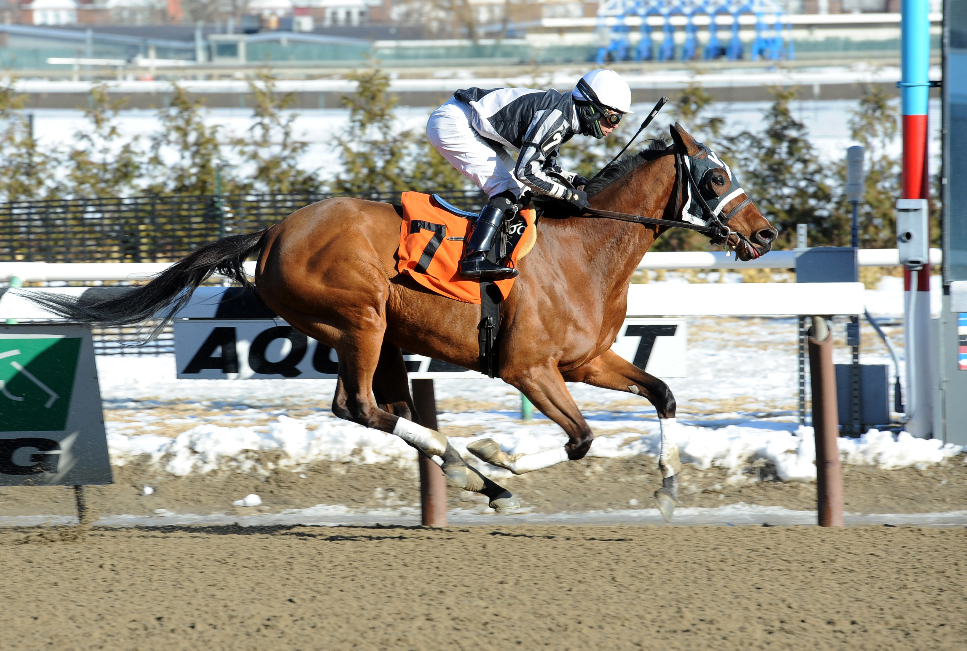 Amulay wins a claiming race in February 2015